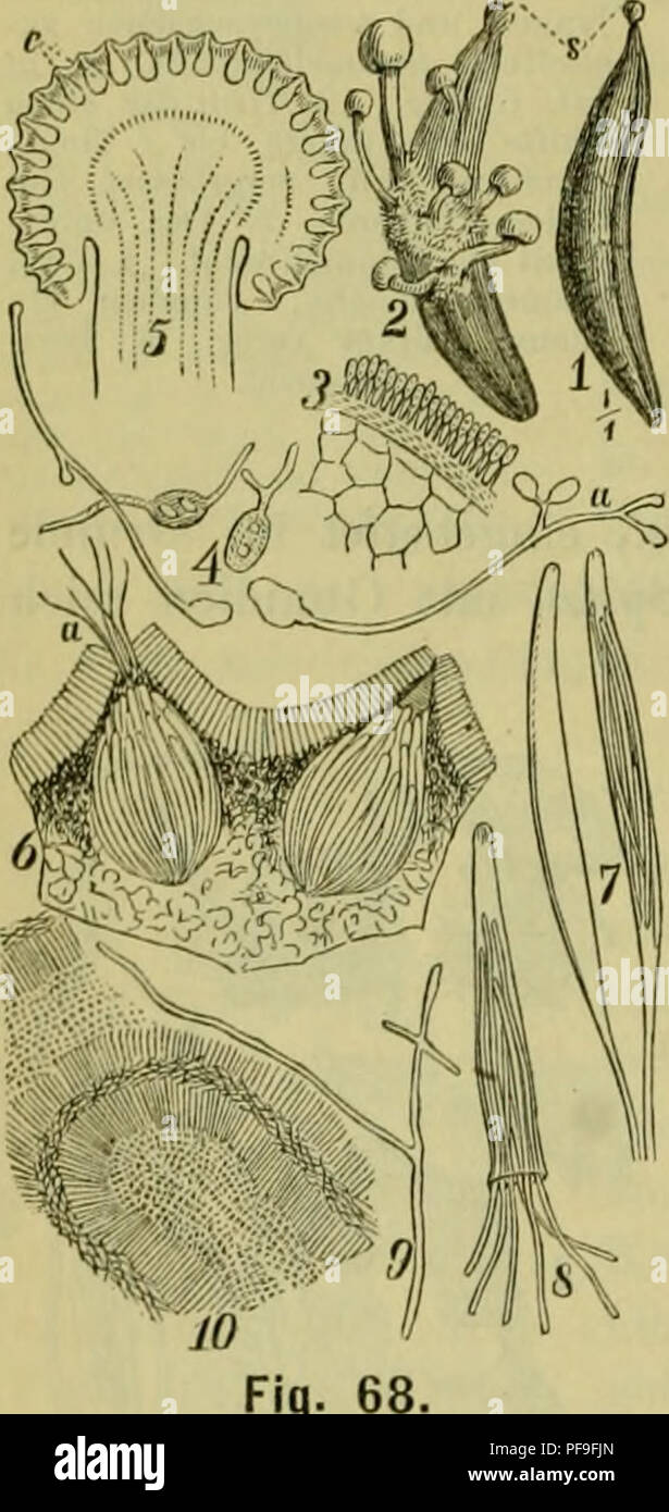 . Deutsche Flora. Pharmaceutisch-Medicinische Botanik. Ein Grundriss der Systematischen Botanik zum Selbststudium für Ärzte, Apotheker und Botaniker. Pflanzen, Heilpflanzen. Abb. 67. Cordijci "ps. 1 - 3. C. in einer Elatcren-Larvc entomoniiiza. 2. Sterben Lehrwerk der Frucht lüngsdurchschnittcii. 3. Das Ende des Saaniensclilauclies oliere mit mehreren zer-gliedernden Saamen. 4 - 8. C. mililaris. 4. Deren Goni - dienfnrm: Isaria farinosa Fr. In einer Raupe von Uumbyx todteii liubi L.5. Ein ähnlicher der Isaria Schimmel, welcher am Grunde der Fruchtstiele Abb. G gefunden wurde. 7. Eine gekeimte und Stockfoto