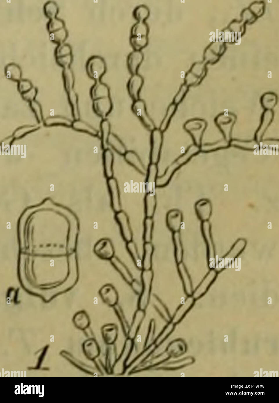. Deutsche Flora. Pharmaceutisch-Medicinische Botanik. Ein Grundriss der Systematischen Botanik zum Selbststudium für Ärzte, Apotheker und Botaniker. Pflanzen, Heilpflanzen. liuiu Ã¤hnlich, mit ovalen, quirlstiindigon Gonidien Gonidien und blau. In rothfaulem Fichtenholze dochus Candidus. Septonema Crd. 13. Ich. 2. Hyplie- kurz, schnell fehlend; Gonidien spindelfÃ¶rmig mehrfach (juerseptirt, bilden lange einfache, selten verzweigte Ketten. S. seccdens Crd. Dp, vierkammerig Gonidien, gecurbt. OlivengrÃ¼Ne Rasen in faulender Birkenrinde. Viride S. C. Gonidien DP, 4 kammerig, eben Wan Stockfoto