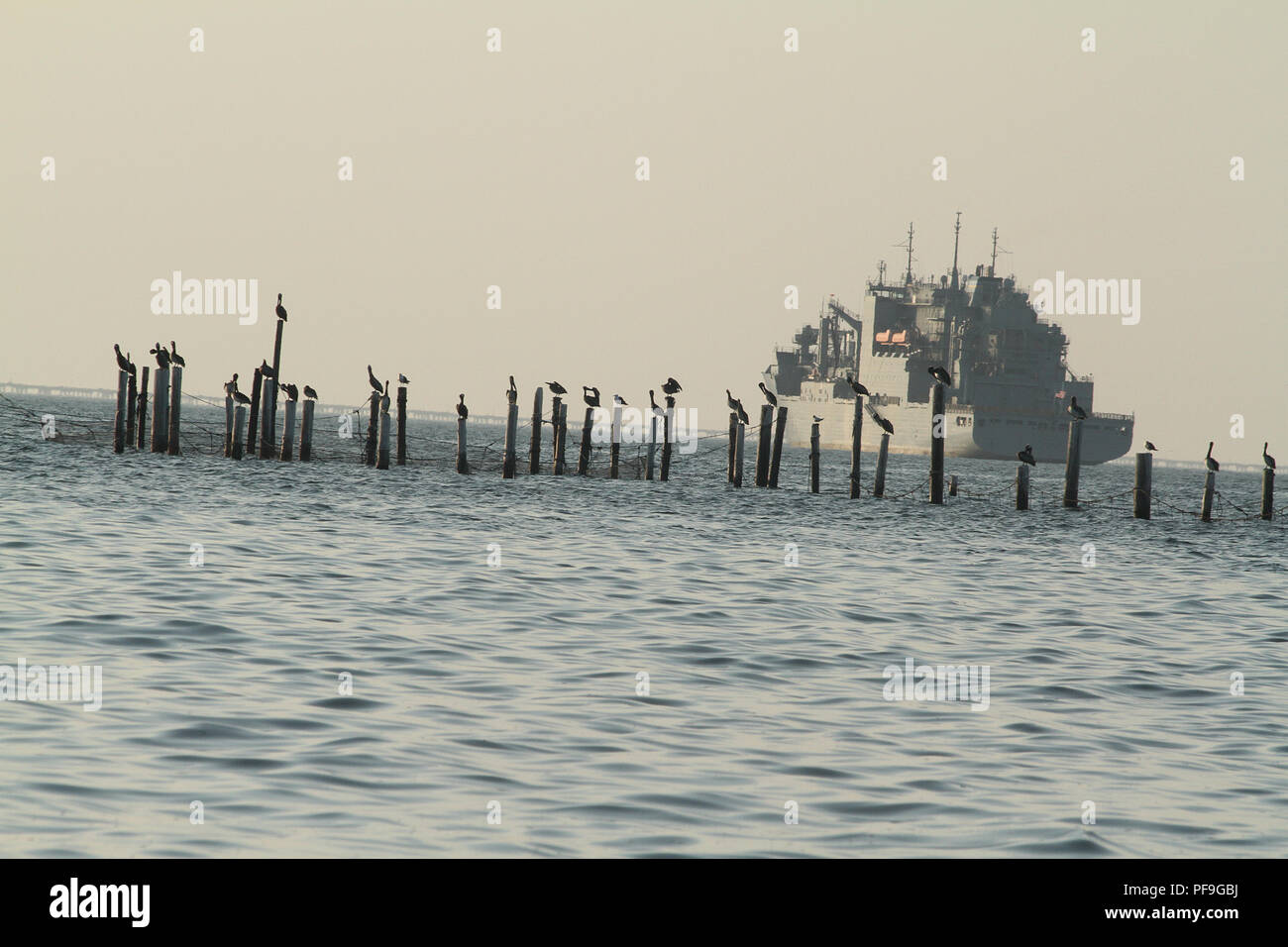 Pelikane auf Stöcken in der Chesapeake Bay, Virginia Beach, USA. Großes Militärschiff im Hintergrund. Stockfoto