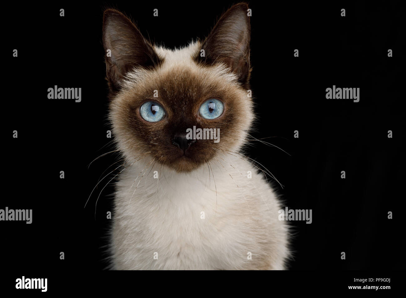 Portrait Von Scyth Spielzeug Bob Die Kleinste Katze Auf