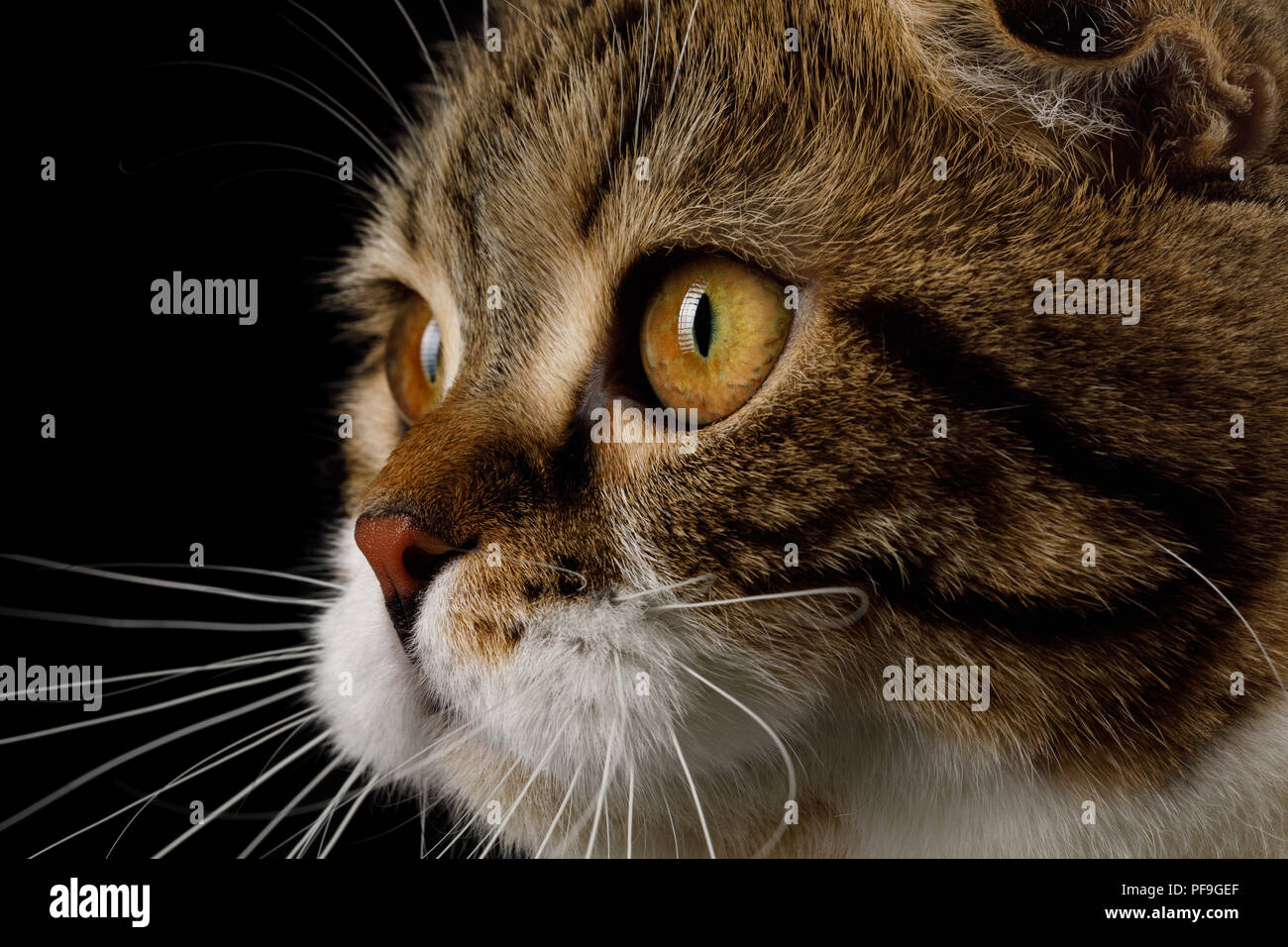 Close-up Profil Portrait von Scottish Fold Katze Weiß mit Gestromten Fell auf schwarzem Hintergrund Stockfoto