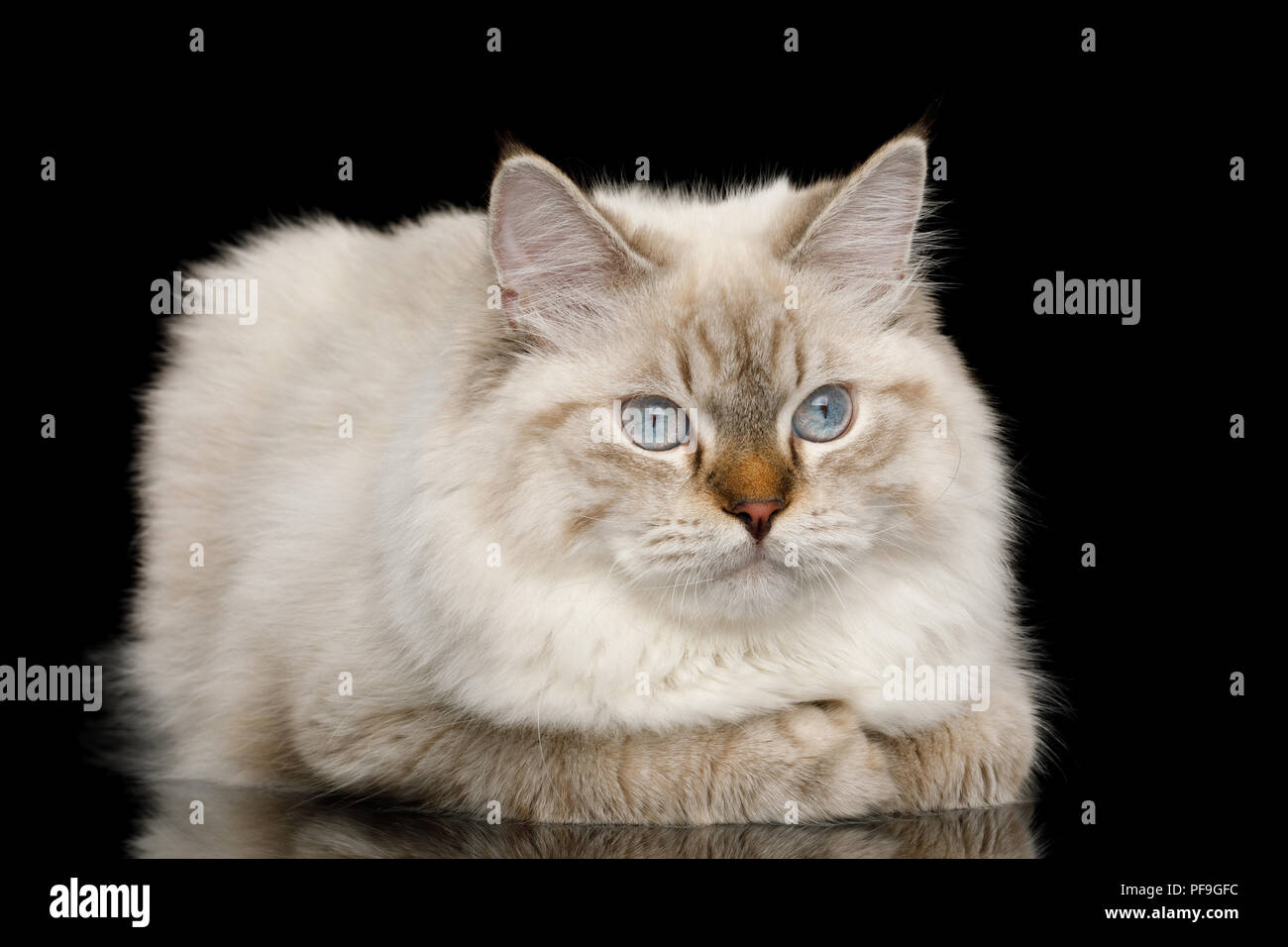 Süße Neva Masquerade Katze mit blauen Augen Lügen auf Isolierte schwarze Hintergrund Stockfoto