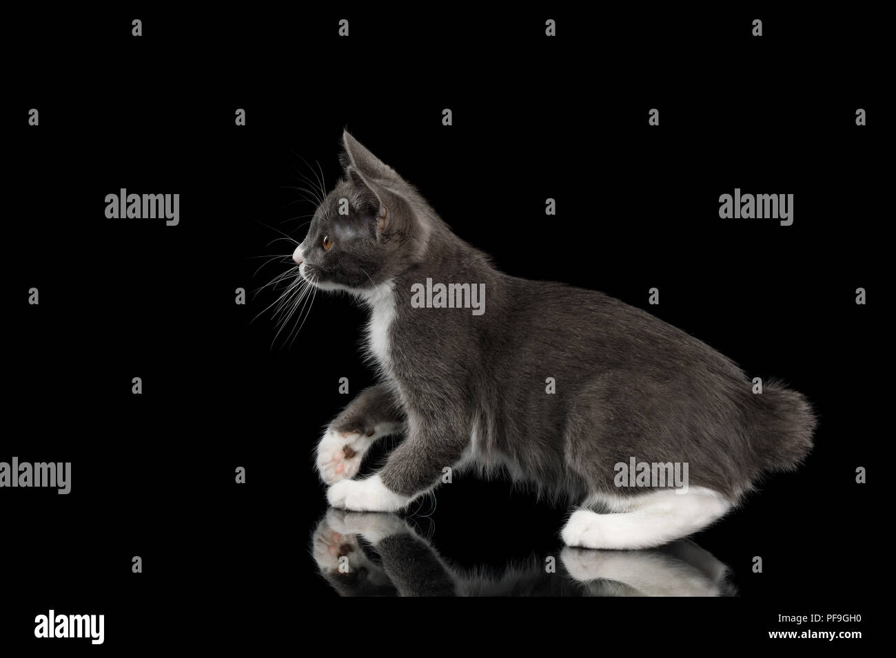 Cute Kurilian Bobtail Katze Mit Weißen Pfoten Neugierig Auf
