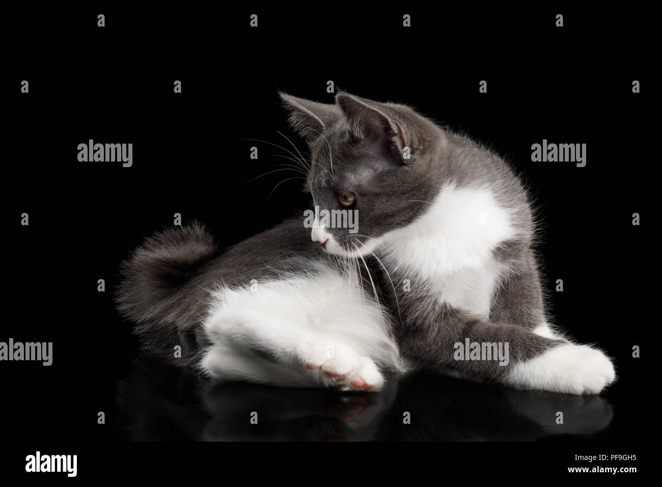 Cute Kurilian Bobtail Katze Mit Weißen Pfoten Lügen Und