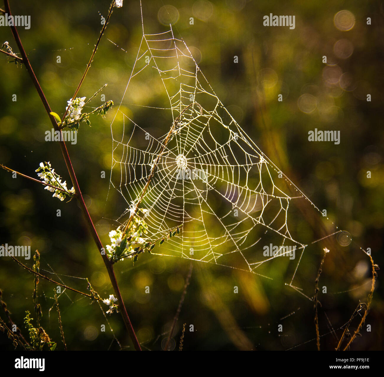 Web im Morgentau Stockfoto