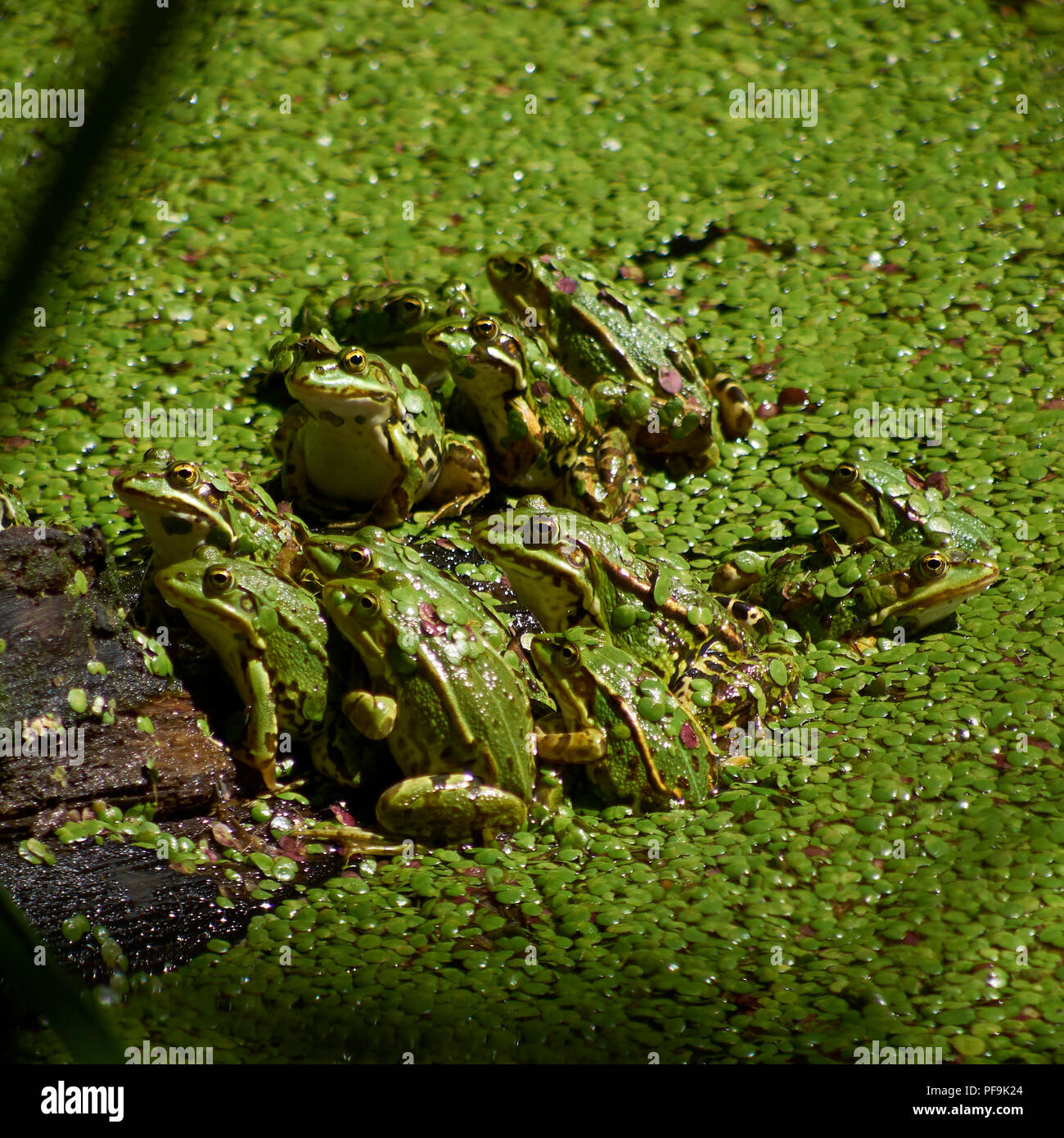 Frösche in der Sonne auf einem Baumstamm gesammelt Stockfoto