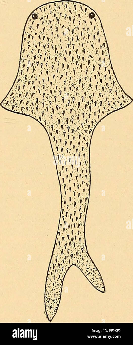 . Devon Fische von Iowa. Fische, Fossil, Paläontologie, Paläontologie. Abb. 1. Abb. 2 Abb. 1. Thelodus scoticus Traq. Silur (Ludlow Betten) von Logan Wasser. Schematische Wiederherstellung angezeigt dorsalen Fln und die Position der Augen. Der Schwanz ist gebogen, um die KAUDALE fln in Profil zeigen, x I (nach traquair). Abb. 2. Lanarkia spinosa Traq. Silur (Downtonian), von Schottland. Schematische Restaurierung ähnlich der Abbildung. 1. Dorsale fln noch nicht beobachtet, x I (nach traquair).. Bitte beachten Sie, dass diese Bilder aus gescannten Seite Bilder, die digital für readabili gesteigert wurden extrahiert werden Stockfoto