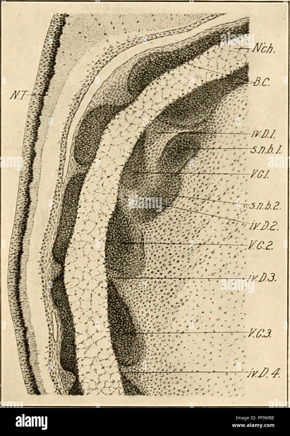 . Die Entwicklung der Küken; eine Einführung in die embryologie. Vögel - Embryologie. Das Skelett 421 Bildung der Wirbelsäule Gelenke. Im Laufe der Entwicklung die Bandscheiben in eine periphere inter-vertebralen Ligament und eine zentrale aufschiebende Ligament, die auf den Ersten enthält bleibt der Chorda dorsalis unterscheiden. Es ist ein synovialhöhle zwischen den Bandscheiben und aufschiebende Bänder. Das DIF-ferentiation erfolgt durch einen Prozess des Lösens und Resorption. Abb. 238.- medianen Sagittalschnitt des Basis cranii und drei ersten vertebralen Centra eines 8-tägigen Küken. Stockfoto