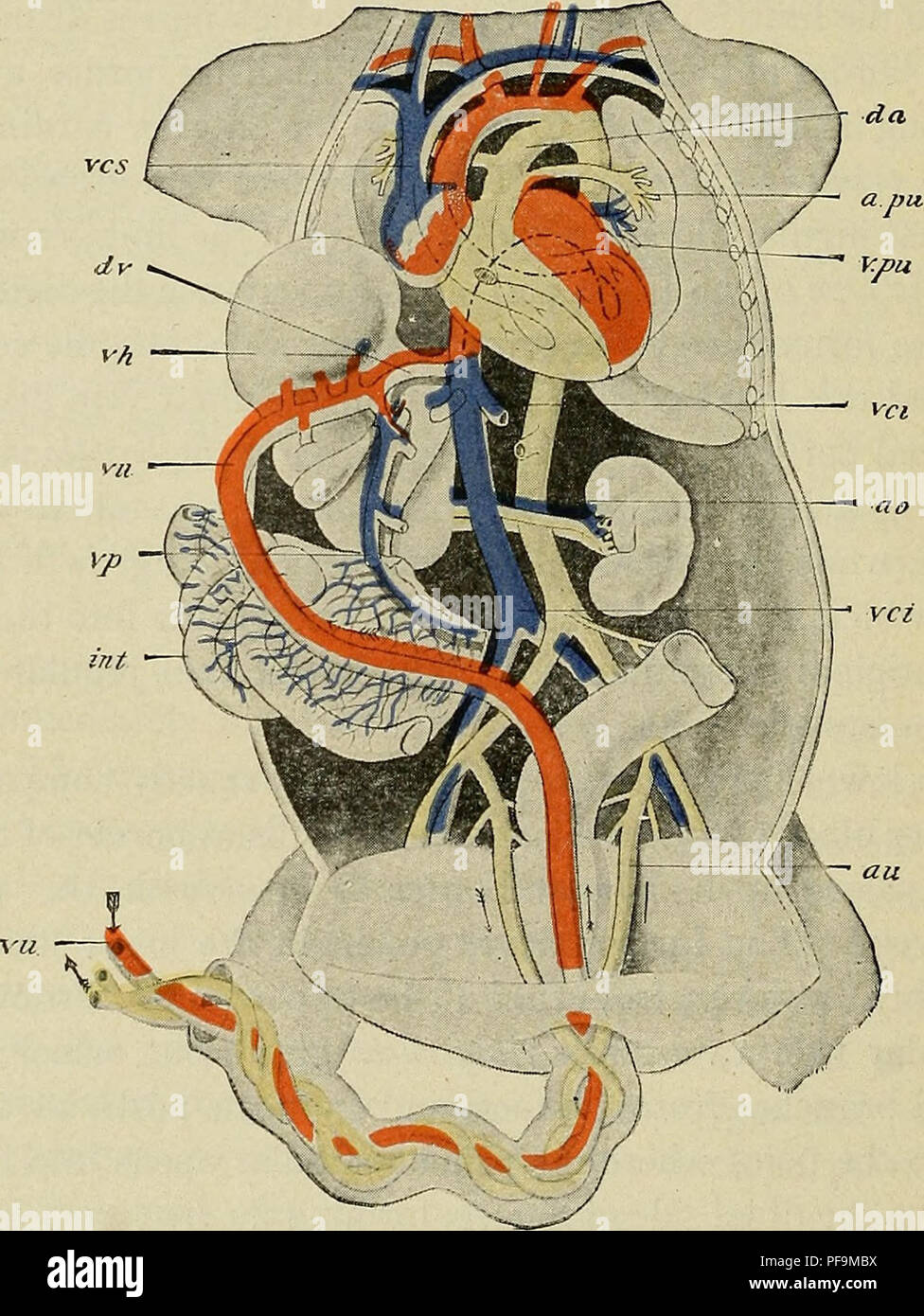 Dieses Handbuch zur Embryologie beim Menschen bietet einen detaillierten Einblick in den fetalen Kreislauf und erläutert die wichtigsten Blutgefäße, die am Leben des Fetus beteiligt sind, wie Aorta, Pulmonalarterie und Ductus venosus. Der Leitfaden ist eine wertvolle Ressource, um die Entwicklung menschlicher Kreislaufsysteme vor der Geburt zu verstehen. Stockfoto