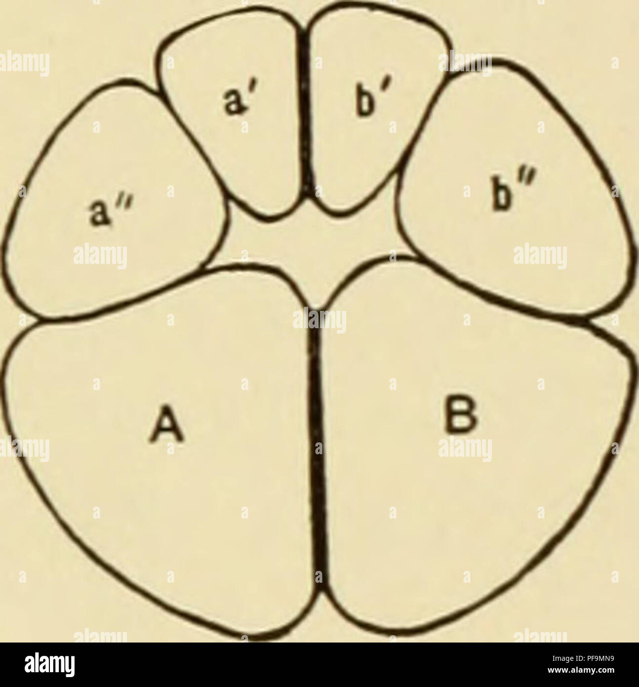 . Die Entwicklung von Ei des Frosches; eine Einführung in die experimentelle Embryologie. Embryologie. /^^'"'; N'a"&gt;^/-e^^". B. Bitte beachten Sie, dass diese Bilder sind von der gescannten Seite Bilder, die digital für die Lesbarkeit verbessert haben mögen - Färbung und Aussehen dieser Abbildungen können nicht perfekt dem Original ähneln. extrahiert. Morgan, Thomas Hunt, 1866-1945. New York, der Macmillan Company; [etc. Usw.] Stockfoto