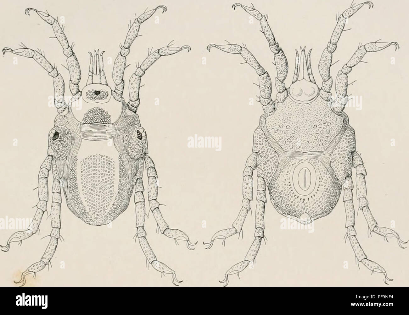 . DeuxiÃ¨me expÃ©dition antarctique Francaise (1908-1910). Natural History -- Antarktis; wissenschaftliche Expeditionen - Antarktis, Antarktis. ACARIENS. 7f^aslrique Grande, ovale, Sohn bord antcriour atteignant Le niveau delÃ nebenklägerin mÃ©Diane des Plaques oculaires, À-oberfläche rÃ©ticulÃ©e, saufsur les deux Bandes longitudinales, qui sind Lisses, Mais dont les Bords sind festonnÃ©s par les rÃ©ticulations du Reste de la Plaque. Gesicht ventrale: Plakette sternale Grande, finement granulÃ©e, Sauf en. Fi". 2 et 3. Â Wertel/n Bouvieii, Meile, l'ace dorsale et Gesicht ventrale (x100). avant, Elle est Ã© oÃ¹ Stockfoto