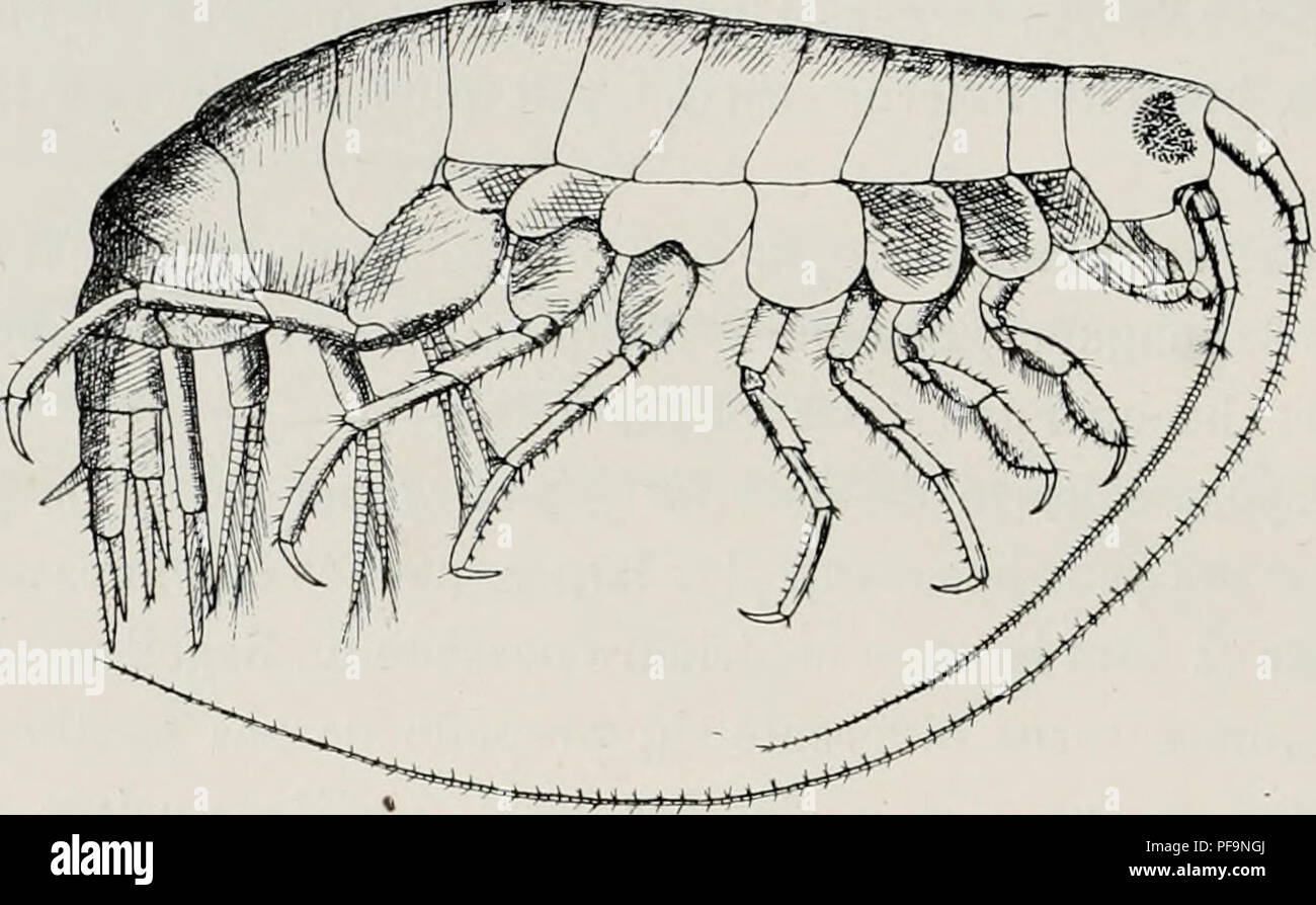 . DeuxiÃ¨me expÃ©dition antarctique Francaise (1908-1910). Natural History -- Antarktis; wissenschaftliche Expeditionen - Antarktis, Antarktis. 174 AMPHIPODES. Le Corps et grÃªle comprimÃ©, est Lisse. Le mÃ©sosome Einrichtung passe un peu de Länge l'Ensemble du mÃ©tasome et de l'urosome. La tÃªte, beaucoup plus Longue que Tonsemble des Deux premiers Segmente du mÃ©sosome, ne porte Pas de rostre. Les lappen latÃ©raux, peu saillants, sind tronquÃ©s dans leur Nebenklägerin distale. Les Plaques coxales des Quatre premiÃ¨res Paires. Abb. 06. Â Stebljinr/ia (v. griech. Â Femelle vue Du côté tÃ© droit. Sind * Hautes Stockfoto