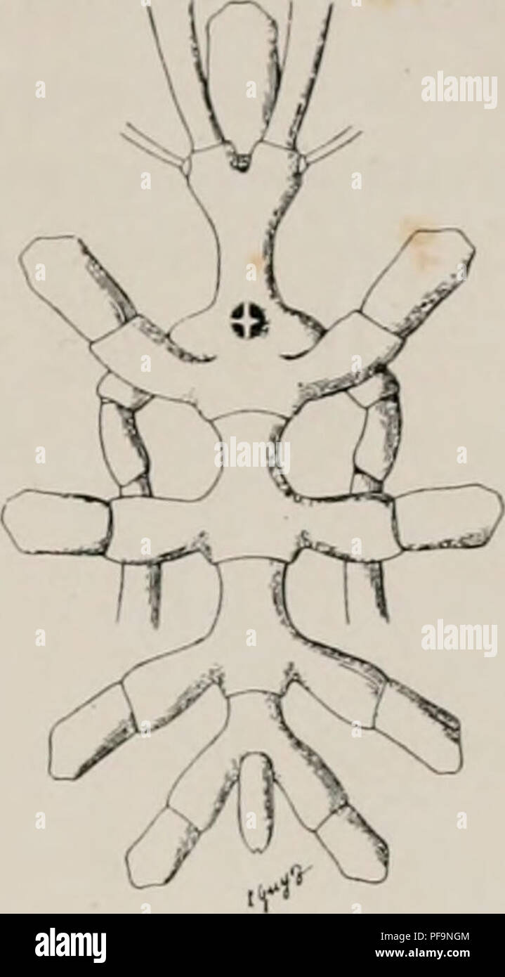 . DeuxiÃ¨me expÃ©dition antarctique Francaise (1908-1910). Natural History -- Antarktis; wissenschaftliche Expeditionen - Antarktis, Antarktis. Abb. 33. Â Nymp/Ion lenuipes Bouv. - Vue dorsale avec la base-des-Anlagen. Gr. 14 Li. PYCNOGONIDES DU EINE POURQUOI PAS? &Gt; ^. 87 prÃ¨s subcylindrique; elle estforte, Courte, Dekor passant à Peine l' Artikel 2 des palpes et n'atteignant Pas, il s'en faut, l'extrÃ©mitÃ © du Scape des chÃ© licÃ¨res. Le cpphalon (Abb. 35) est assez allongÃ ©, avec un-cou plutÃ't Ã © Troit et la Partie antÃ © rieure fortement dilatÃ©e. Le tubercule oculaire forme une saillie groß wie Stockfoto