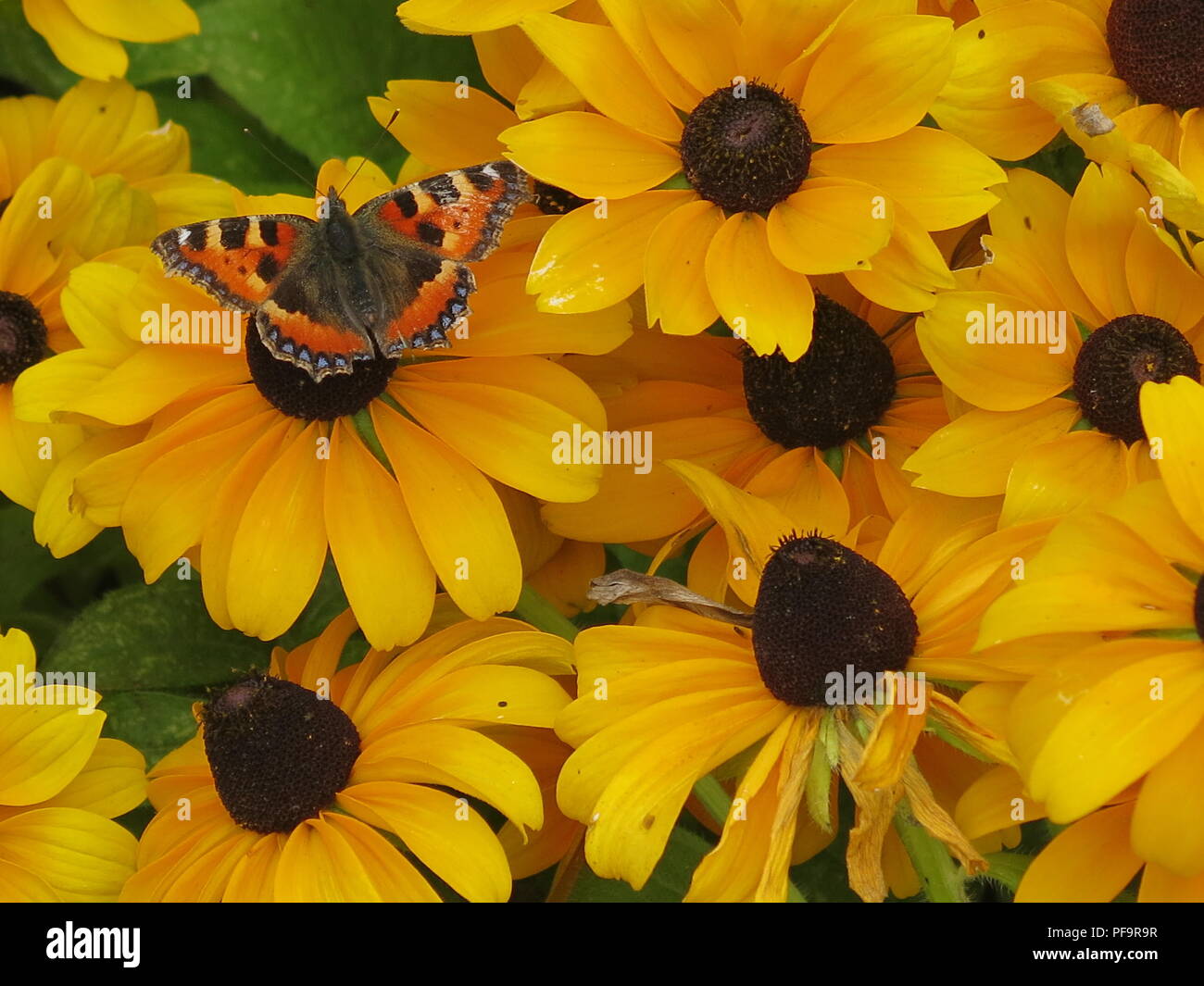 Nahaufnahme eines Englischen kleiner Fuchs Schmetterling nachlief, auf den gelben Blüten von rudbeckien; auch bekannt als coneflowers/black-eyed Susans Stockfoto