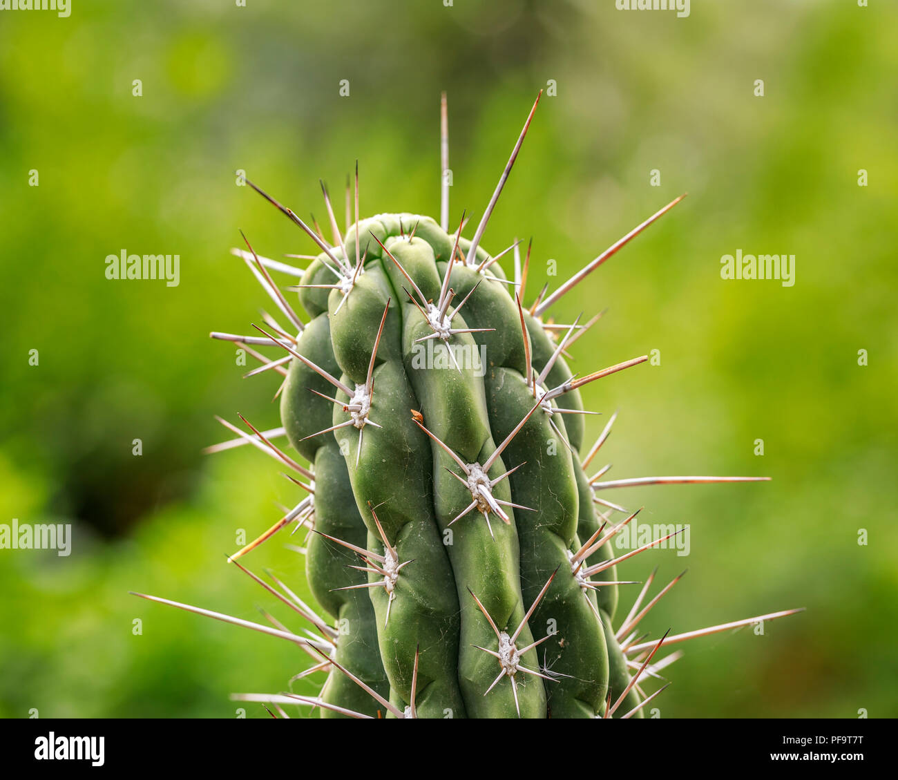 Thorny Cactus, Nahaufnahme, Manitoba, Kanada. Stockfoto