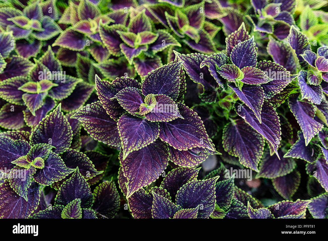 Grün und Purpur panaschierten Coleus von oben, Manitoba, Kanada. Stockfoto