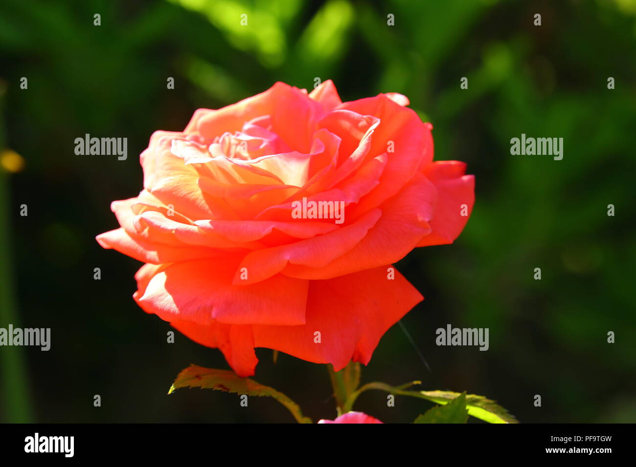 Rosa sonnenbeschienenen Rose gegen grüner Hintergrund Stockfoto