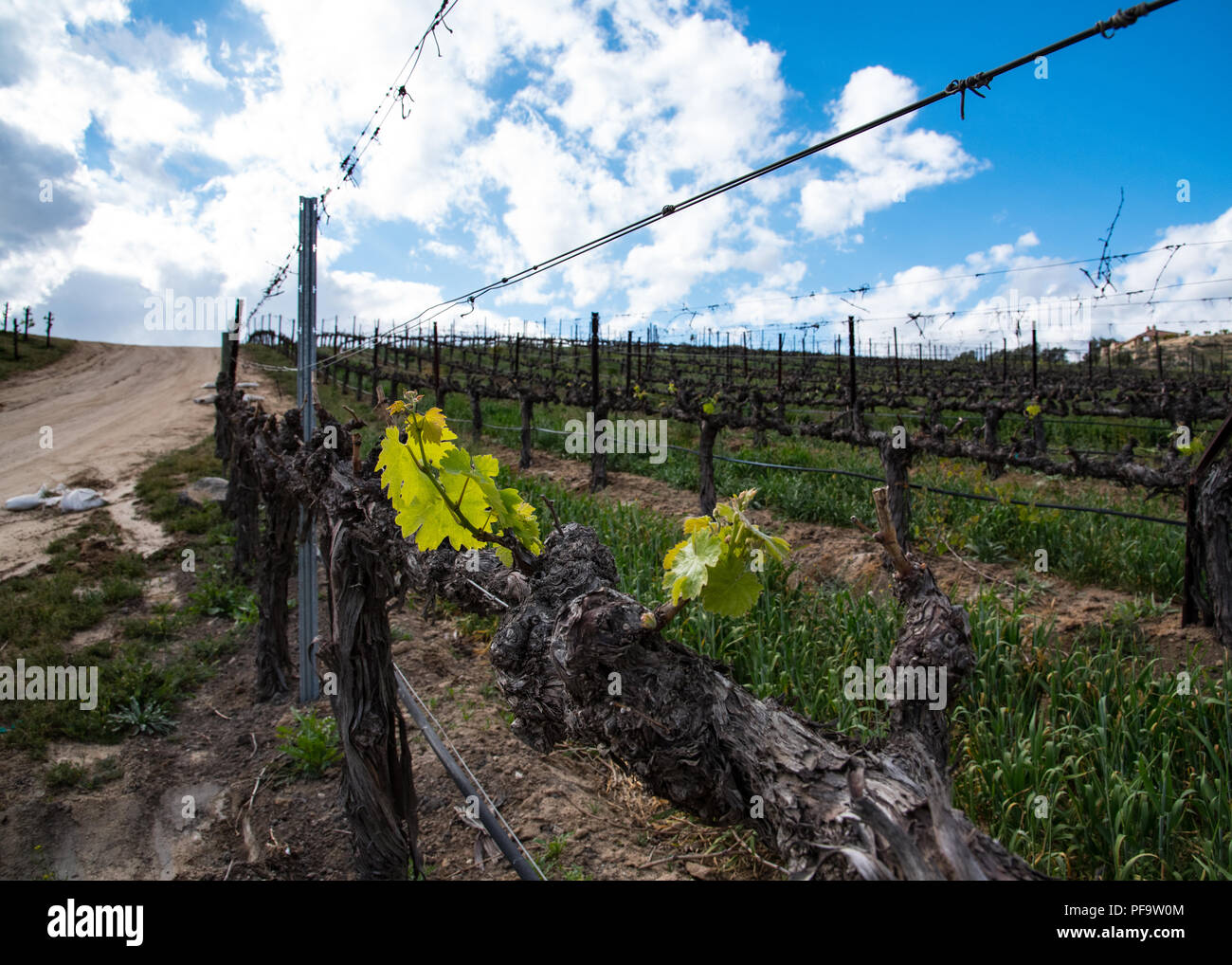 Auf der Suche auf einen Hügel im Weinberg in einer Temecula Weinberg in der Weingegend von Kalifornien Stockfoto
