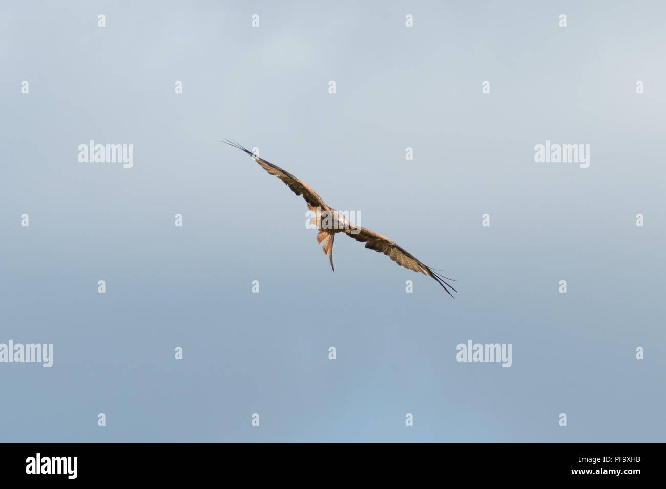 Rotmilan (Milvus milvus) Segelfliegen in den Himmel, während die Jagd über die Chiltern Hills in England, Großbritannien, an einem klaren Sommer. Stockfoto