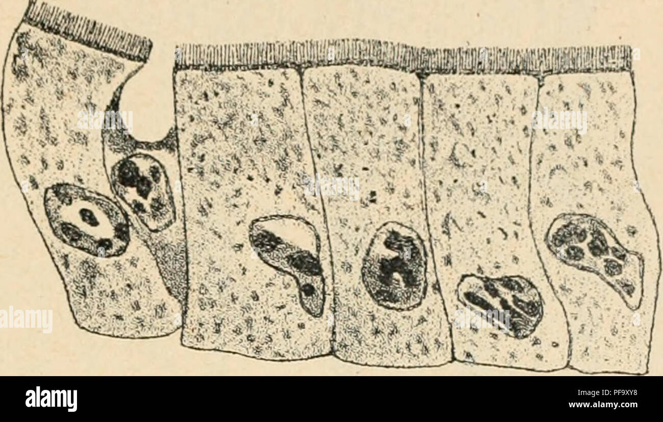 . Wörterbuch de Physiologie. Physiologie. Darmvorl. Ich 03 MammifÃ¨res, La muqueuse est creusÃ©e de, Les cryptes glandes de Lieuerklun, dont les cellules contiennent dos Körner SPÖ © ciaux Les Grains de Panetii, Les cellules ciliÃ © es ne contenant Pas de Körnungen, il semble lÃ que le travail se soit divisÃ ©, Mais chez d'autres Animaux, Les cellules sind ins bourrÃ© es de Körner. C'est ce que l'on Beobachten dans les cellules liÃ©pato - pancrÃ © ati< iues des CrustacÃ©s et des Mollusques et dans l'intestin de nombreux InvertÃ © brÃ©s. Lorsque lÃ© Protoplasma n'est pas encombrÃ © de Grains, de vacuol Stockfoto