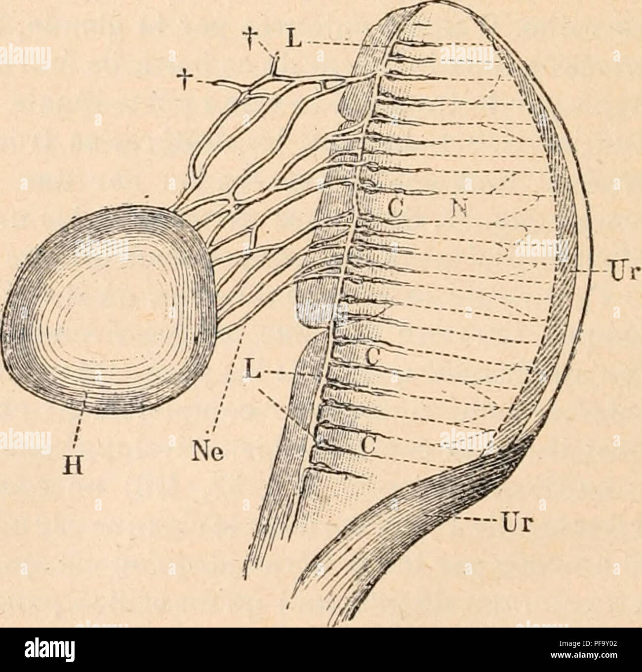 . Wörterbuch de Physiologie. Physiologie. Abb. 57. Â Appareil gÃ©nito - urinairc du mÃ¢ le (d'Après-ski Wiedersheim). Bord externe du rein. Â SS', Leur Drossel dans le cloaque (Cl). Â H, H, testicules. Â FK, FK, Corps adipeux. Lebenslauf, veine cave infÃ©rieure. Â Ao, aorte. Â Vr, veines effÃ © rentcs de la Verkehr veine Porte de la rÃ©nale. Nous ne pouvons nous Ã © TENDRE ici sur la spermato - gÃ©nÃ¨se, bien Ã © tudiÃ © e Chez La Grenouille surtout par La Valette Saint-Geobges et Bloomfield. Les Sper-matozoÃ ¯ des, de forme variable Suivant les Espò ¨ ces, naissent dans l'Ã©pithÃ © LIUM germinatif des canalicules e Stockfoto