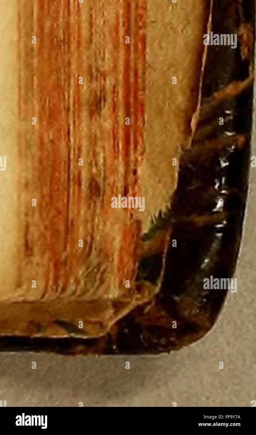 Dieses umfassende portugiesische Wörterbuch listet Pflanzen, Tiere und Mineralien auf und bietet detaillierte Beschreibungen der in der Medizin verwendeten Arten sowie der in der Region verbreiteten Pflanzen und Tiere mit Schwerpunkt auf ihrer praktischen Anwendung. Stockfoto