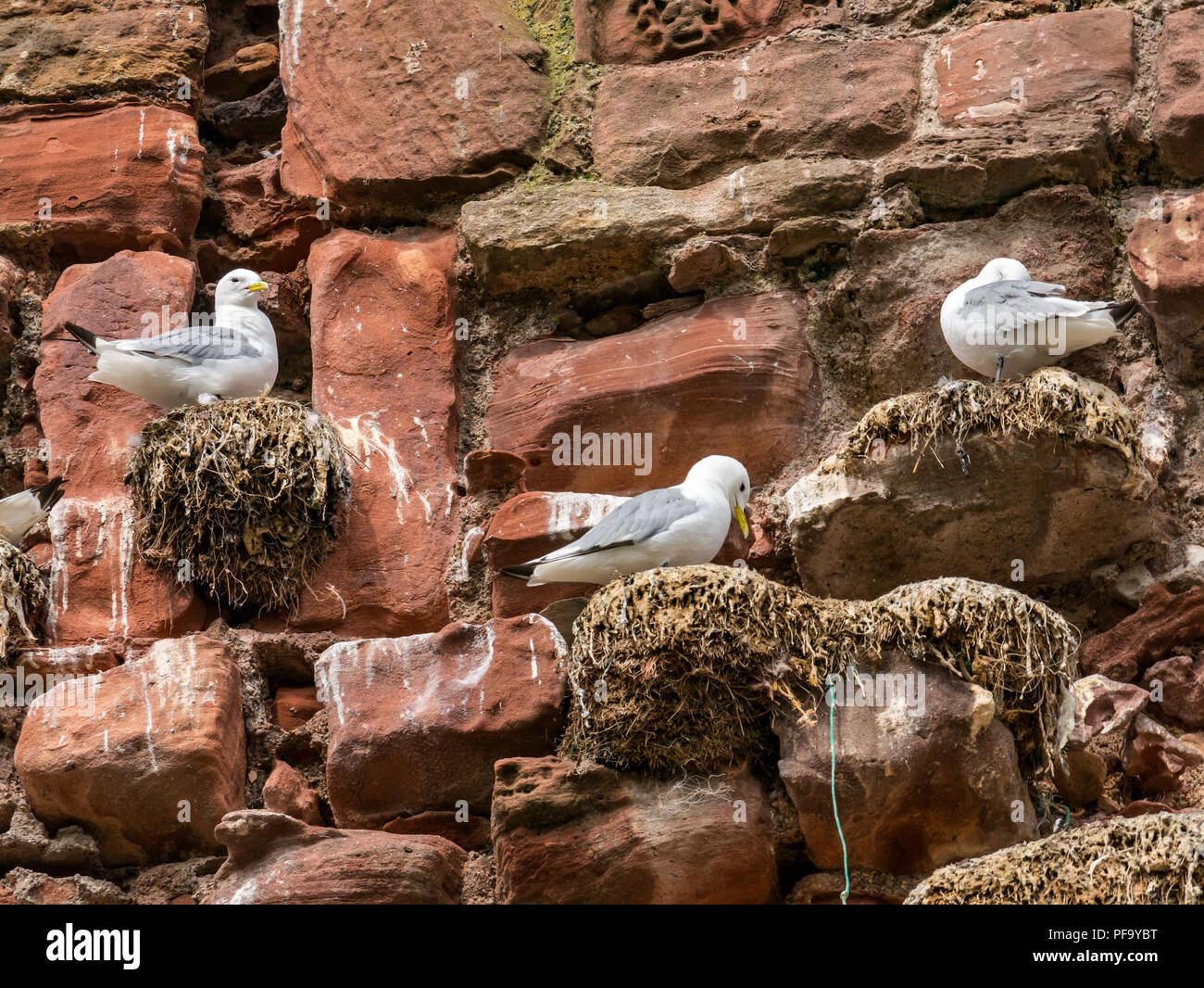 Dreizehenmöwen Rissa tridactyla, sitzen auf den Nestern des zerstörten Mauer von Dunbar Castle, Dunbar, East Lothian, Schottland, Großbritannien Stockfoto