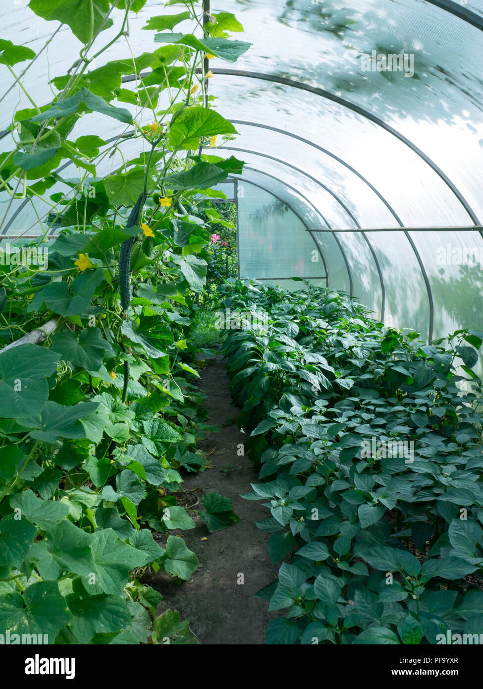 Bellpepper glasshouse Fotos und Bildmaterial in hoher Auflösung Alamy