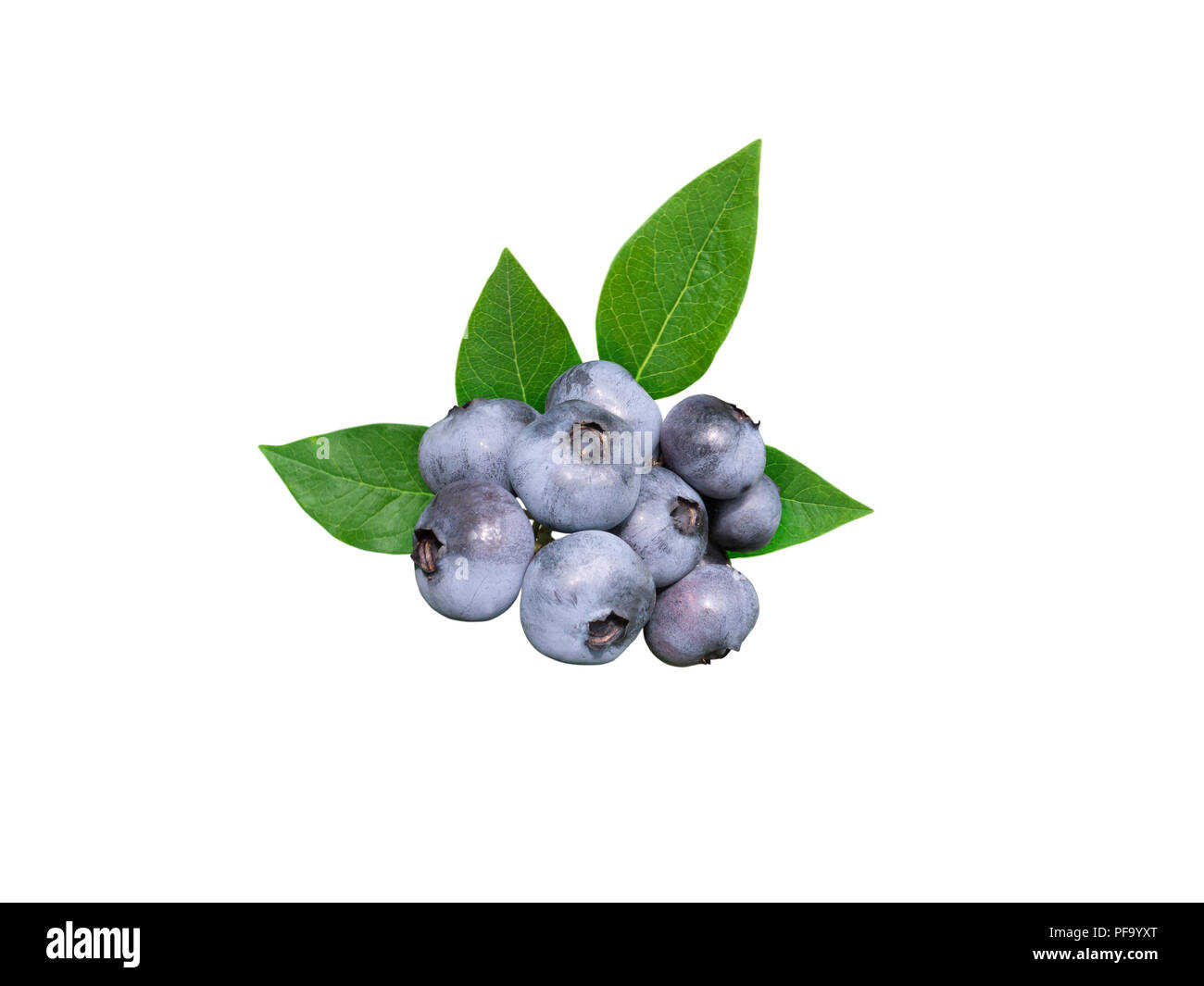 Heidelbeeren und Blätter auf weißen isoliert. Dusky blue Wachs Beschichtung auf der Beeren. Stockfoto