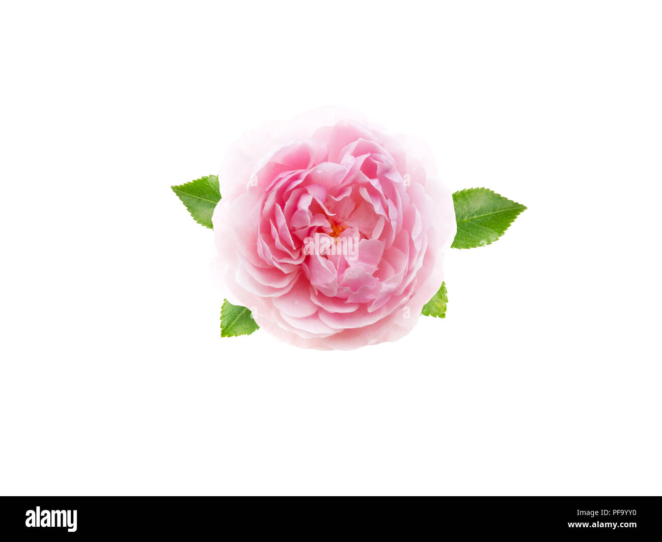 Rosa antik Rose Blume mit Blättern isoliert auf weißem Stockfoto
