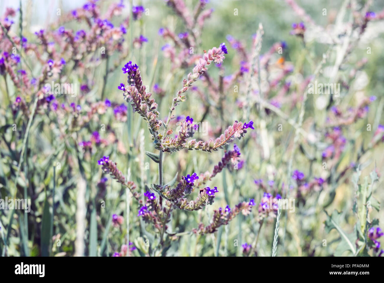 Blaue Blumen von gemeinsamen bugloss in einer Wiese (Anchusa officinalis) Stockfoto