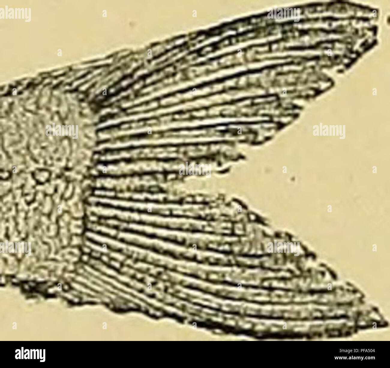 . De zeeën van Nederlandsch Oost-Indië. Ozeanographie; Küsten. Abb. 11. PhotobUpharon palpefratas Bodd. met de lichtgevende schijf onder Het oog.. Bitte beachten Sie, dass diese Bilder sind von der gescannten Seite Bilder, die digital für die Lesbarkeit verbessert haben mögen - Färbung und Aussehen dieser Abbildungen können nicht perfekt dem Original ähneln. extrahiert. Koninklijk Nederlands Aardrijkskundig Genootschap; Stok, Johannes Paulus van der, 1851-1934. Leiden: Brill E. J. Stockfoto