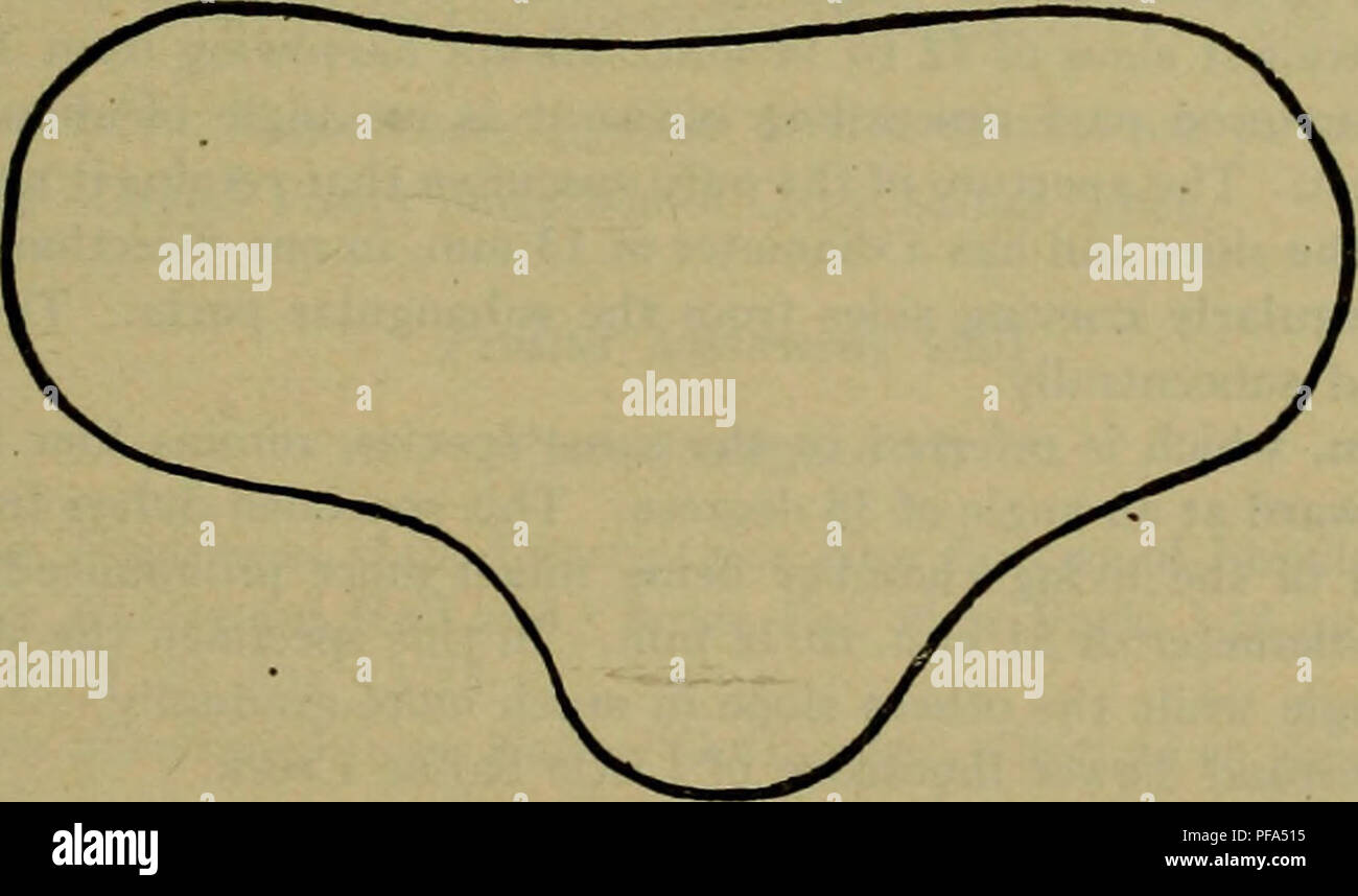 . Dem Devon von Missouri. Geologie; Geologie, Stratigraphische; Paleontologie; Devoon. CEPHALOPODA. 159 Meßsonde auf der Innenseite der Krümmung. Querschnitt der Shell obtusely subtriangular, abgeflacht oder aber etwas auf der inneren Oberfläche konvex, auf den seitlichen Oberflächen abgerundet und obtusely auf der Rückseite abgerundet; die dorso-ventral und lateral Durchmesser sind über vier und fünf, und die dreieckige Form ist spürbar in den früheren Phasen des Wachstums, was auf die höhere Konvexität der inneren Fläche im oberen Bereich und auf der äußeren Kammer. Äußere Kammer vergleichsweise kurze, etwa 2 Stockfoto