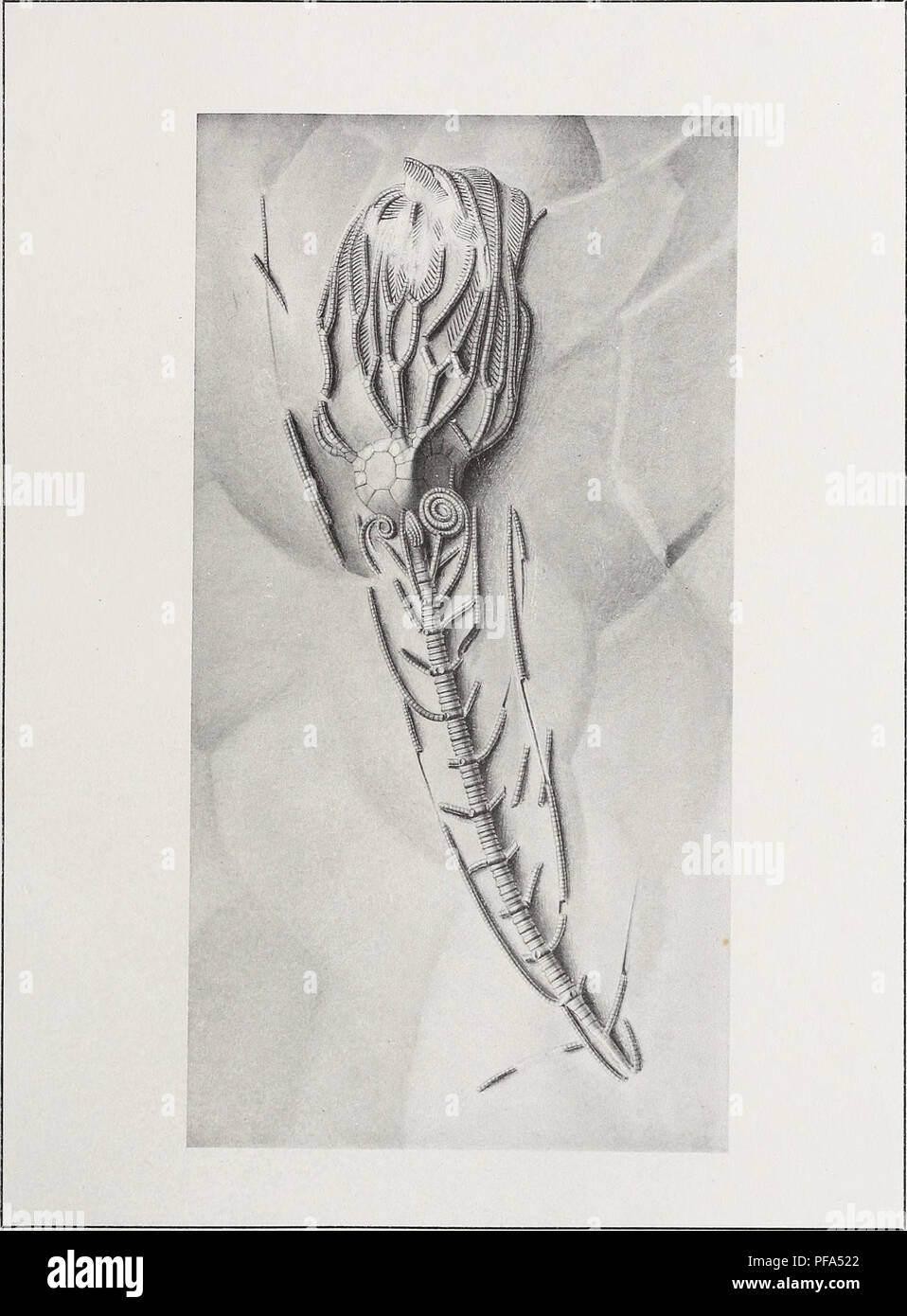 . Die Devonischen Crinoiden des Staates New York. Crinoidea, Fossil, Paläontologie, Paläontologie. Devon CRINOIDEN Abhandlung 16. N.Y. State Museum. Platte 21. G. S. Barkentin del.. Bitte beachten Sie, dass diese Bilder sind von der gescannten Seite Bilder, die digital für die Lesbarkeit verbessert haben mögen - Färbung und Aussehen dieser Abbildungen können nicht perfekt dem Original ähneln. extrahiert. Goldring, Winifred, 1888-1971. Albany: Universität des Staates New York Stockfoto