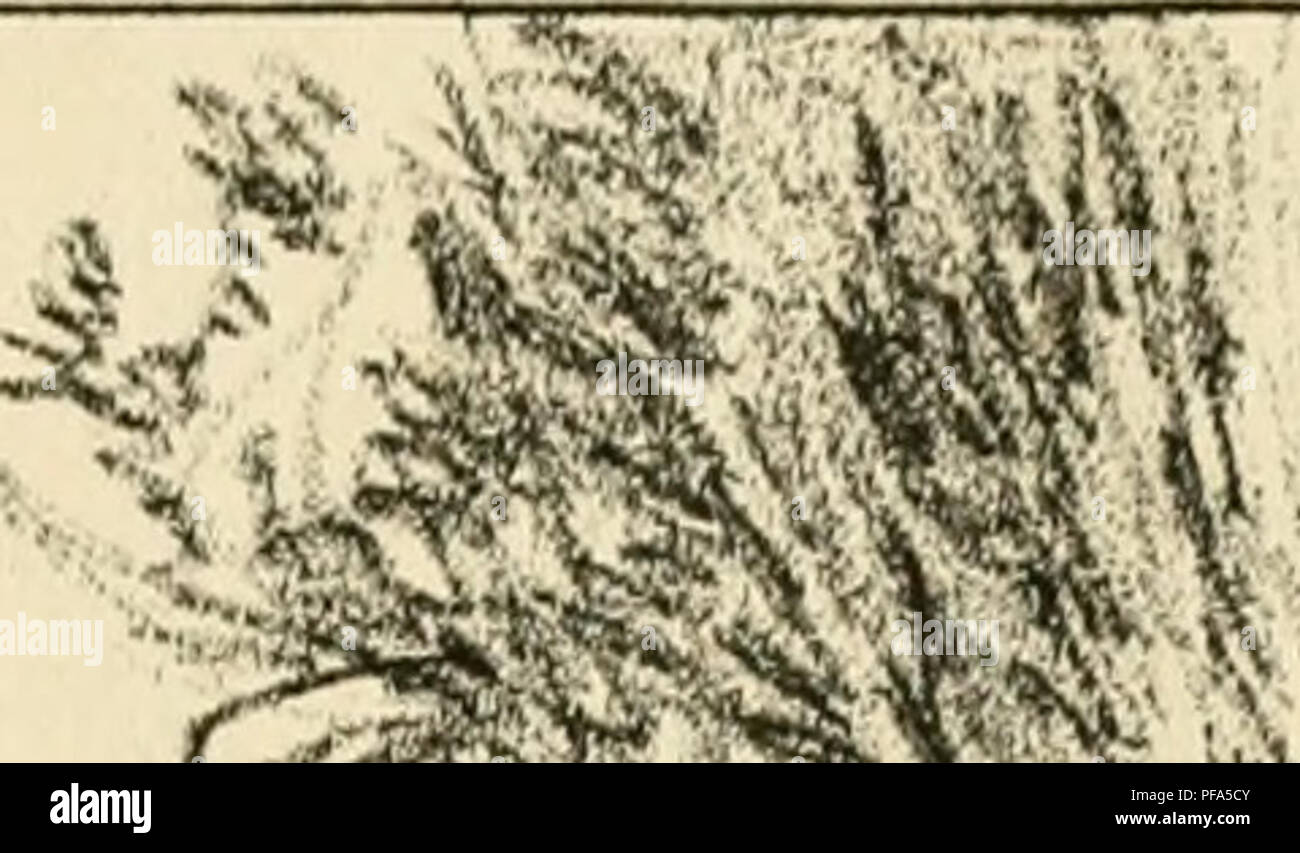 . Wörterbuch d'hippiatrique et d'équitation: ouvrage où se trouvent réunies toutes les connaissances hippiques. Pferde; Horsemanship. h Jïi I H é Ich. Bitte beachten Sie, dass diese Bilder sind von der gescannten Seite Bilder, die digital für die Lesbarkeit verbessert haben mögen - Färbung und Aussehen dieser Abbildungen können nicht perfekt dem Original ähneln. extrahiert. Cardini, F. Josef, b. 1782. Paris: Bouchard-Huzard Stockfoto