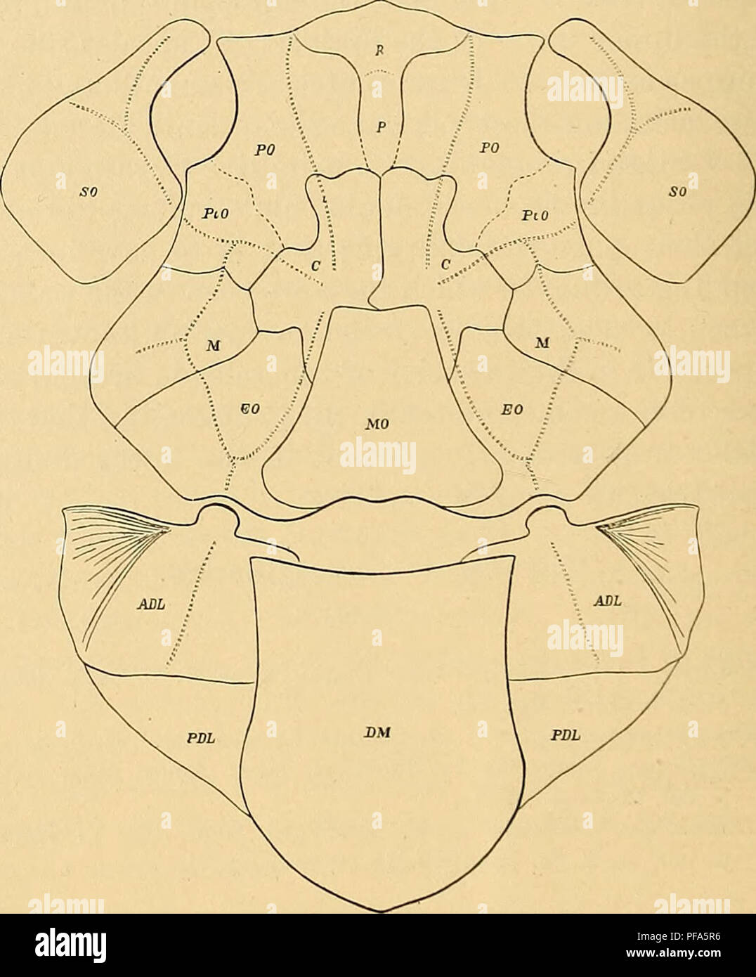 . Devon Fische von Iowa. Fische, Fossil, Paläontologie, Paläontologie. 192 Iowa geologische übersicht ter der oberflächlichen Ornamentik. Die naht Linien sind jedoch weniger gewellt als in Coccosteus, die Artikulation mit der Abdominal- Rüstung ist viel stärker, die zirbeldrüse wird teilweise in con-takt mit der zentralen und das Gebiss ist charakteristisch Dinichthyid, mit stark entwickelten vomerine Zähne. Die Ein-terior Marge der unteren zahnmedizinische Platten ist in einem Prom-Inent Schnabel entwickelt, und die Superior- oder funktionalen Marge ist stark denticulated; der hinteren Extremität des splenial Stockfoto