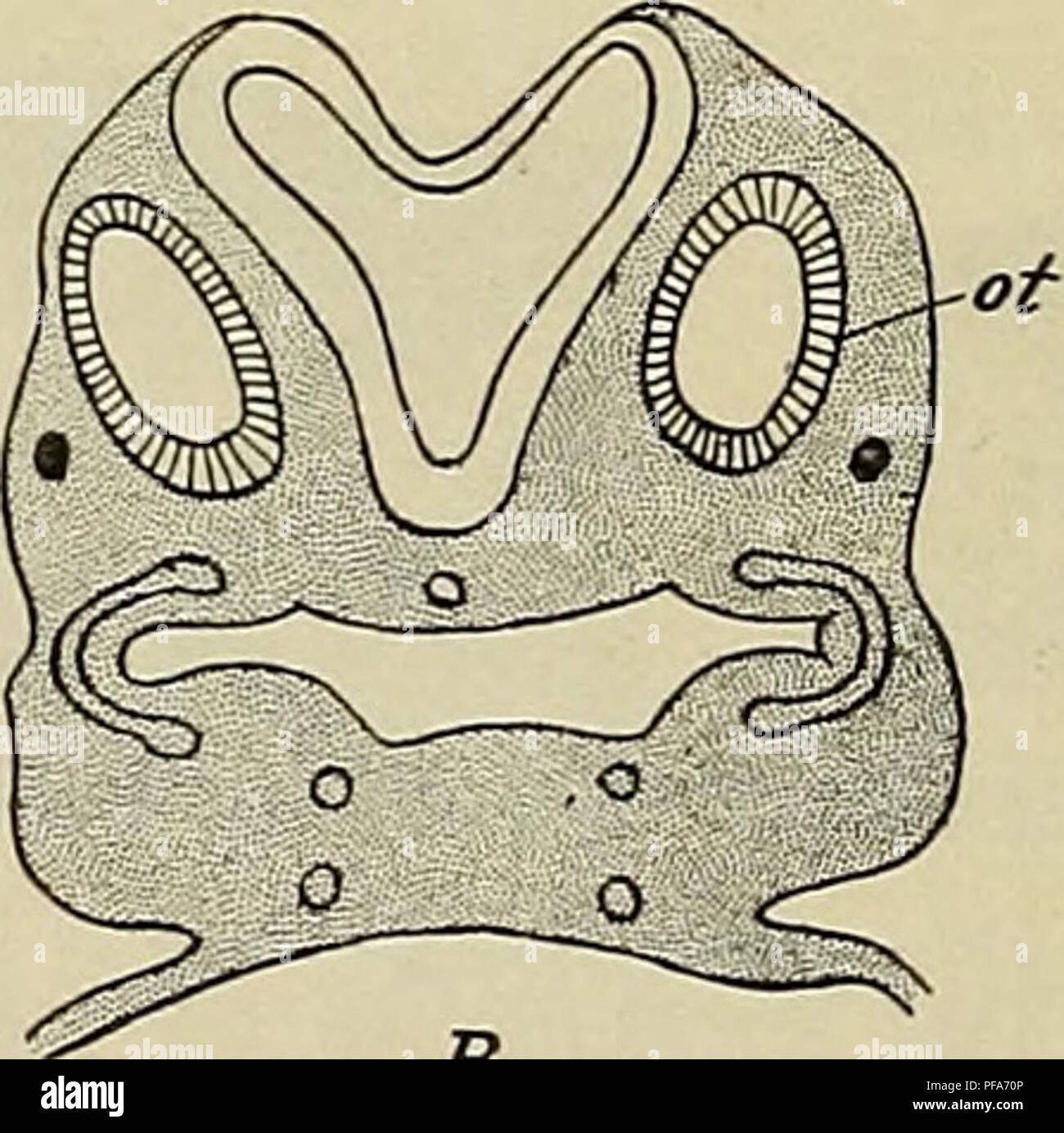 . Die Entwicklung des menschlichen Körpers: Ein Handbuch der menschlichen Embryologie. Embryologie; Embryo, Non-Mammalian. a-B Abb. 254.- Querschnitt durch das Otocyst (ot) von Embryonen von (A) 2,4 mm. und (B) 4 mm.- {sein.) der Oberfläche des Körpers, und, von der Analogie mit dem, was in anderen Wirbeltieren auftritt, scheint es wahrscheinlich, dass die Gruben durch die einstülpung der lokalisierten Verdickungen des Ektoderms gebildet werden. Die Öffnung der Grube wird allmählich kleiner, bis schließlich die Einstülpung in einen geschlossenen Sac (Bild umgewandelt wird. 254, B), trennt von der Oberfläche Ektoderm und wird Witz eingeschlossen Stockfoto