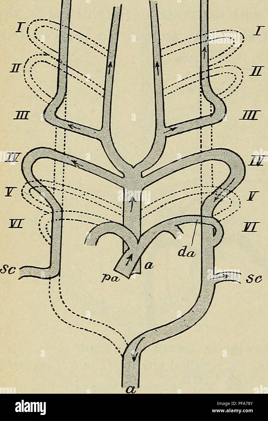 Dieses Handbuch zur Embryologie beim Menschen untersucht die Entwicklung des arteriellen Systems, einschließlich der Bildung des Ductus arteriosus und der Trennung des Aortenbulbus. Die Arbeit liefert Einblicke in die frühen Stadien der menschlichen Entwicklung und die Entwicklung vaskulärer Strukturen in Embryonen. Stockfoto