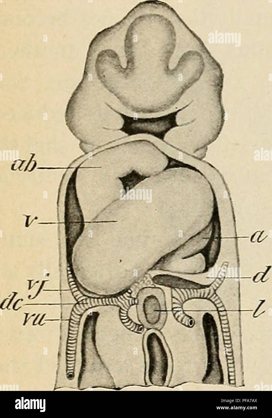 Dieses Handbuch der menschlichen Embryologie beschreibt die frühe Entwicklung des Herzens in Embryonen und konzentriert sich auf die Aortenbulbe und ihre Rolle im Blutkreislauf während der frühen Entwicklungsstadien. Stockfoto