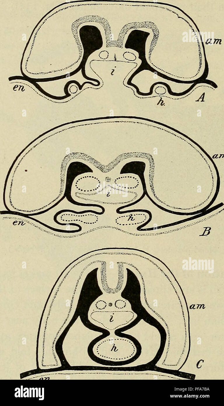 . Die Entwicklung des menschlichen Körpers: Ein Handbuch der menschlichen Embryologie. Embryologie; Embryo, Non-Mammalian. 230 DIE BILDUNG DES HERZENS der zervikalen Region des Körpers. In einem frühen Stadium der verschiedenen Venen, die bereits gebildet worden ist, die vitellines, schlauchpakete, jugulars. en Abb. 136.-Diagramme zur Veranschaulichung der Entstehung oder dem Herzen in den Guinea-pig. Das Mesoderm wird in Schwarz dargestellt und dem Endokard durch eine gestrichelte Linie. Bin, Amnion, en, endoderm; h, Herzen, ich, Verdauungstrakt.- - { nach Strahl und Carius.) und Kardinäle, zusammen vereinigen in einem Sac-Struktur, die Sinus venosus und Thi Stockfoto