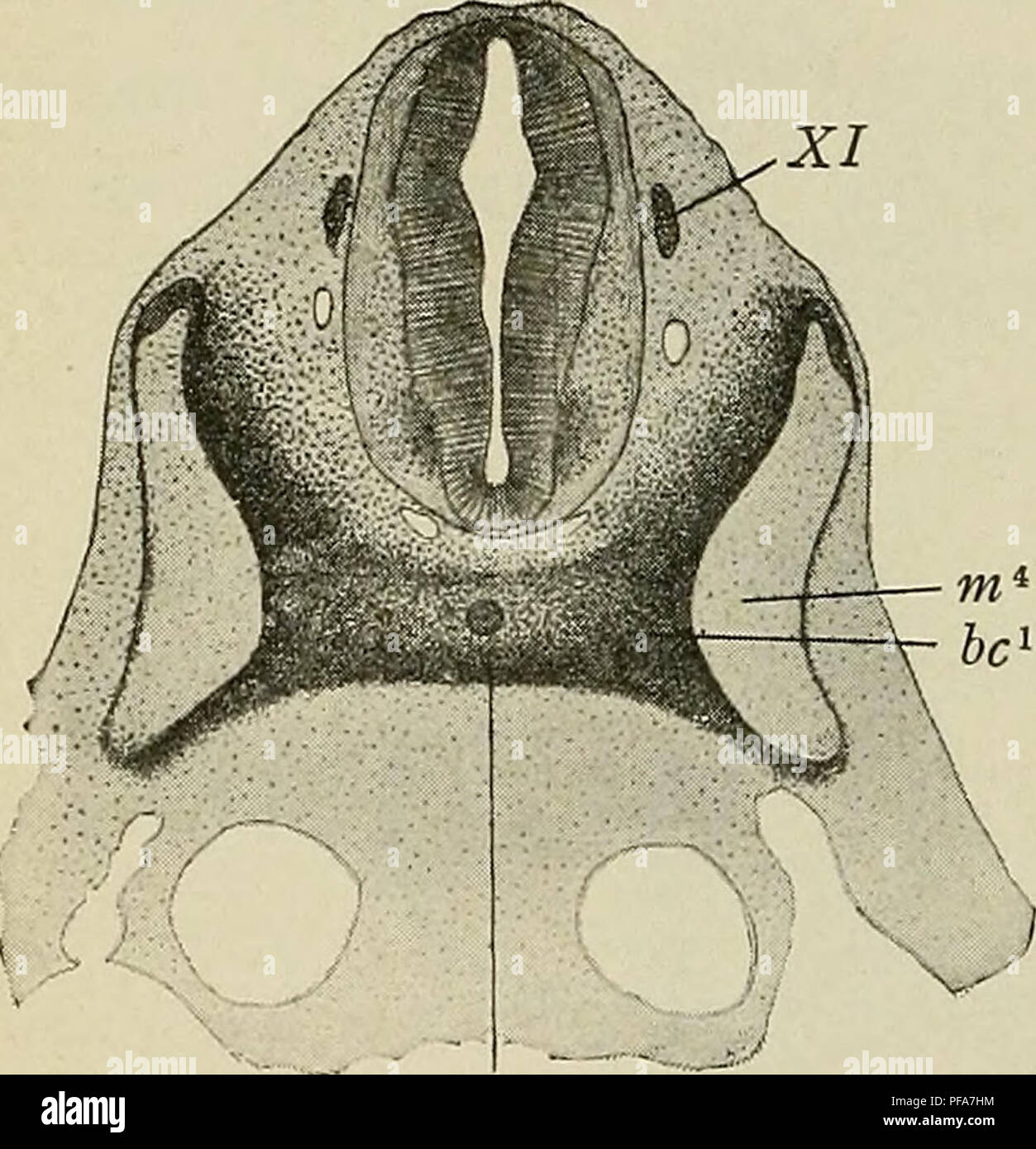 Die Entwicklung Des Menschlichen Korpers Ein Handbuch Der Menschlichen Embryologie Embryologie Embryo Non Mammalian I6o Entwicklung Op Die Wirbel Die Entwicklung Der Wirbel Und Rippen Die Mesen Hungergefuhl Aus Der