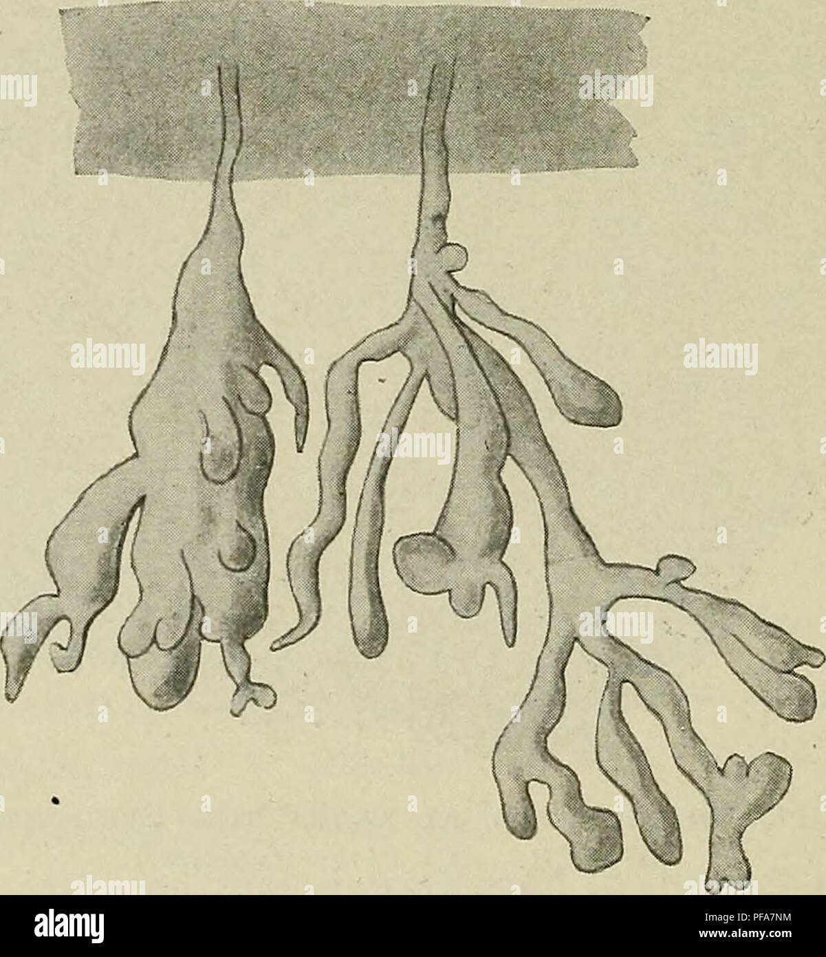 Dieses Handbuch behandelt die menschliche Embryologie und beschreibt die Entwicklung von Chorion und Zotten während der frühen Schwangerschaft. Es beschreibt, wie fetales Blut mit mütterlichem Blut in den Zotten für den Nährstoff- und Abfallaustausch interagiert und so den hémotrophen Plazentationsprozess etabliert. Stockfoto