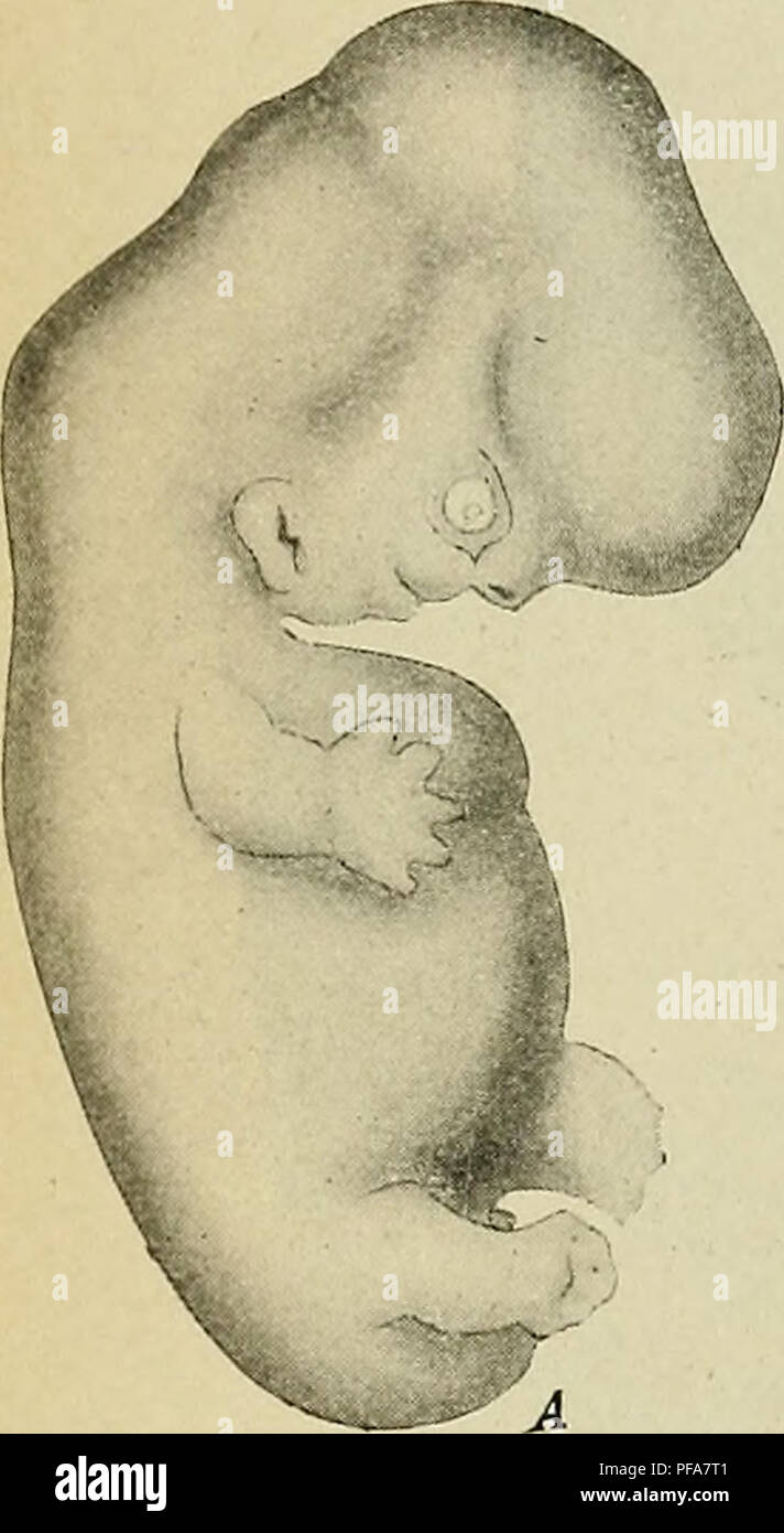 . Die Entwicklung des menschlichen Körpers: Ein Handbuch der menschlichen Embryologie. Embryologie; Embryo, Non-Mammalian. Entwicklung DER ÄUSSEREN FORM 95 Im Embryonen xxxv (S2) und xcix (L3) (Abb. 59, A und B) von seiner "Sammlung die Begradigung aus dem Nacken beugen verläuft, und in der Tat ist fast im Embryo xcix, die beginnt, die zu ähneln, so dass vollständig geformte Fötus abgeschlossen. Der Schwanz Filament, einige - was in der Größe reduziert, noch andauert und die rotundity des Abdomen weiterhin gut gekennzeichnet werden. Der Hals ist Anfang unterscheidbar im Embryo S2 und im Embryo L3 die Augenlider erschienen zu sein Stockfoto