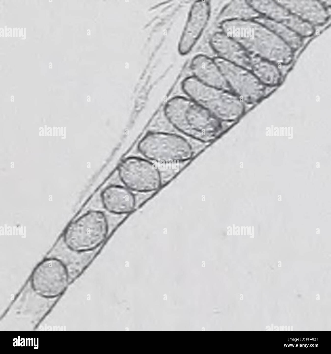 . Die Entwicklung der mesonephras und die müllerian Luftleitung für Amphibien. Amphibien. C5/76'. Bitte beachten Sie, dass diese Bilder sind von der gescannten Seite Bilder, die digital für die Lesbarkeit verbessert haben mögen - Färbung und Aussehen dieser Abbildungen können nicht perfekt dem Original ähneln. extrahiert. Hall, Robert William, 1872 -. Cambridge, Mass.: [s. n. ] Stockfoto