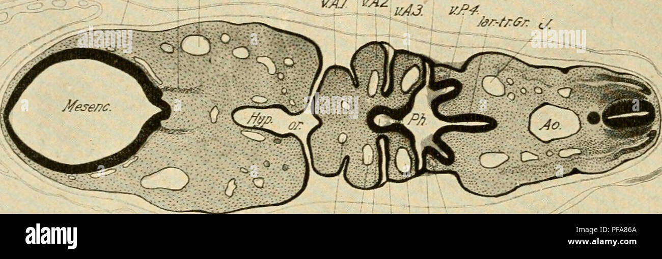 . Die Entwicklung der Küken; eine Einführung in die embryologie. Vögel - Embryologie. 176 DIE ENTWICKLUNG DER KÜKEN einen mittleren freien Teil. Etwa 26 s Bühne eine Öffnung (Spalt) Formen an der dorsalen Haftung, aber keiner am ventralen; damit ist die erste viszeralen Cleft wird dem dorsalmost Teil der Tasche (Abb. beschränkt. 100). Diese Öffnung schließt über das Ende der vierten Tag; der ventralen Teil der Tasche dann verflacht, und der Dorsalen Teil erweitert nach oben zur otocyst (Abb. 102). Die erste Viszeralen (Unterkiefer) Bogen verdickt sich stark zwischen 14 und 35 s-Stufen, Stockfoto