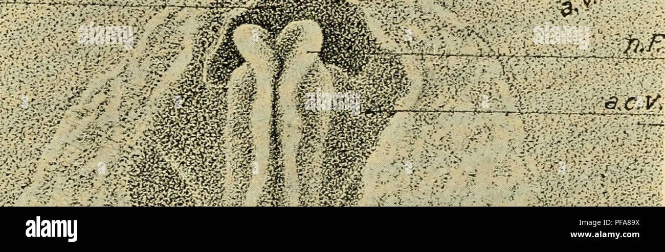 . Die Entwicklung der Küken: eine Einführung in die embryologie. Embryologie; Hühner - Embryonen. Kopf- bis zwölf SOMITEN 97 der undifferenzierten Masse der Primitivstreifen. Diese Bedingungen müssen im Kopf, die in der folgenden Beschreibung geboren werden. Die Neuralrinne und Falten. Kurz nach der Gründung der Kopf - falten Sie das Zentrum der Medulläre Platte wird in Form eines tiefen Nut versenkt Anfang eine kurze Strecke hinter dem f: -: >- ^^. Â ¢ / ^2.''â m.. Bitte beachten Sie, dass diese Bilder aus gescannten Seite Bilder, die digital für die Lesbarkeit erhöht worden sein können extrahiert werden - coloratio Stockfoto