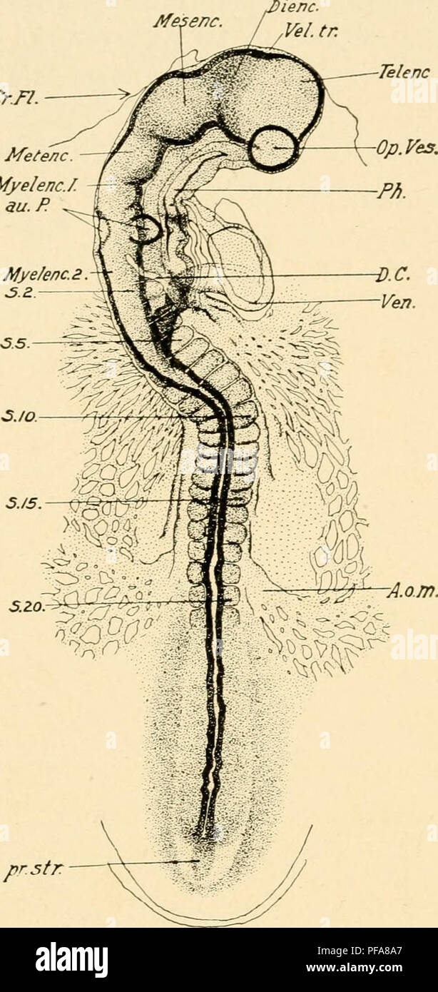 . Die Entwicklung der Küken; eine Einführung in die embryologie. Vögel - Embryologie. 136 DIE ENTWICKLUNG DER KÜKEN Lenc. Vel.tr. Cr Fl. Mir 10 C. Myelenc./.au.S. Myefenc. 2. 3. Z.. ^^w^- A.o.m. Abb. 73. - Die gesamte Embryo von 20s, als transparentes Objekt von oben betrachtet. Die Kranialen Biegung und die Drehung des Kopfes des Embryos haben erhebliche Fortschritte gemacht. A.a.m., Omphalo-A. mesenterica. Cr Fl., kraniale Biegung. D.C, Leitung von Cuvier. Dienc, Zwischenhirn. Mesenc, Mesencephalon. Metenc, Metencepha-lon. Myelenc. 1, 2, anterioren und posterioren Bereiche Der myelencepha-lon. Te Stockfoto