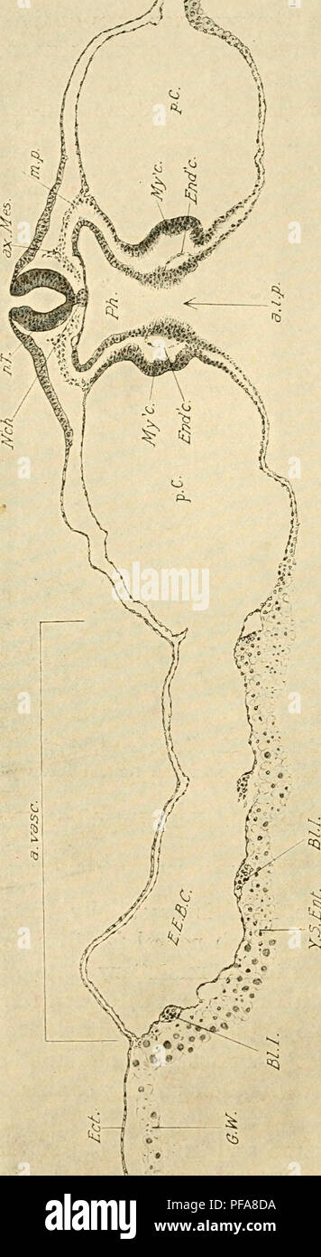 . Die Entwicklung der Küken; eine Einführung in die embryologie. Vögel - Embryologie. 100 DIE ENTWICKLUNG DER KÜKEN ich! Lfc. o rz Si o h c r -&gt; l-H1 Ti t; O y o r o -=-^CQ 31 1&gt;c 3 o 3 o 5&gt; 5 G O 72 O-t - ^^â ¢^H+^ u*n o C3 Â" + - CI) C, J-* ^H t/2 O 53 - O O O O" TS t" - .2 6 '/J - J R', Yj U ; ; •^^-k-1 rf, r^&gt;''Â¢â ¥-'^ tJ o^^ fl) o^/i o^M'Jl 0* a*&gt; ein o-H&gt;. o IâI ein 'Xn %I S r"^^^. Bitte beachten Sie, dass diese Bilder aus gescannten Seite Bilder, die digital für die Lesbarkeit verbessert haben mögen - Färbung und appearan extrahiert werden Stockfoto