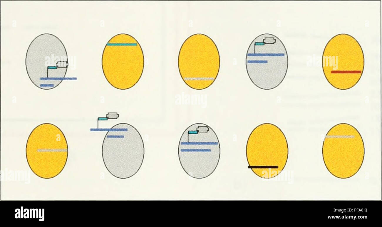 . Die Entwicklung einer cosmid Karte von Chromosom 12p13. Sweet Briar College; Chromosomen. dUT graben^ PCR-Reaktion DIG labeledMarker:? Markierung Dot Blot o o o o o o o o o o DIG labeledMarker5r^ Co^rrjjcl Di J A cJjJutJCjrj:. Abbildung 10. Digoxigenin Hybridisierung von Target STS-Marker zu Cosmid DNA Dot Blot. Die Grau stellt cosmid DNA, gebunden die DIG-markierten DNA-Marker. I.C.5. Agarose-gel-Elektrophorese. Agarose-gel-Elektrophorese wurde eingesetzt, die Beziehung unter den positiven cosmide von hybridisierung zu ermitteln und PCR-Ergebnisse zu analysieren. Agarose-gel-Elektrophorese ist der Standard Stockfoto
