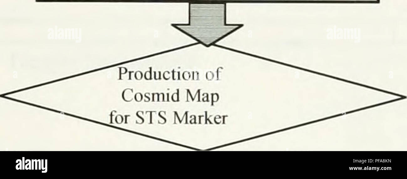 Diese Studie beschreibt den Prozess zur Entwicklung einer Cosmid-Karte des Chromosoms 12p13 unter Verwendung von Techniken wie Restriktionsenzym-Aufschluss und Agarosegel-Elektrophorese, essentielle Werkzeuge zur Kartierung des menschlichen Genoms. Stockfoto